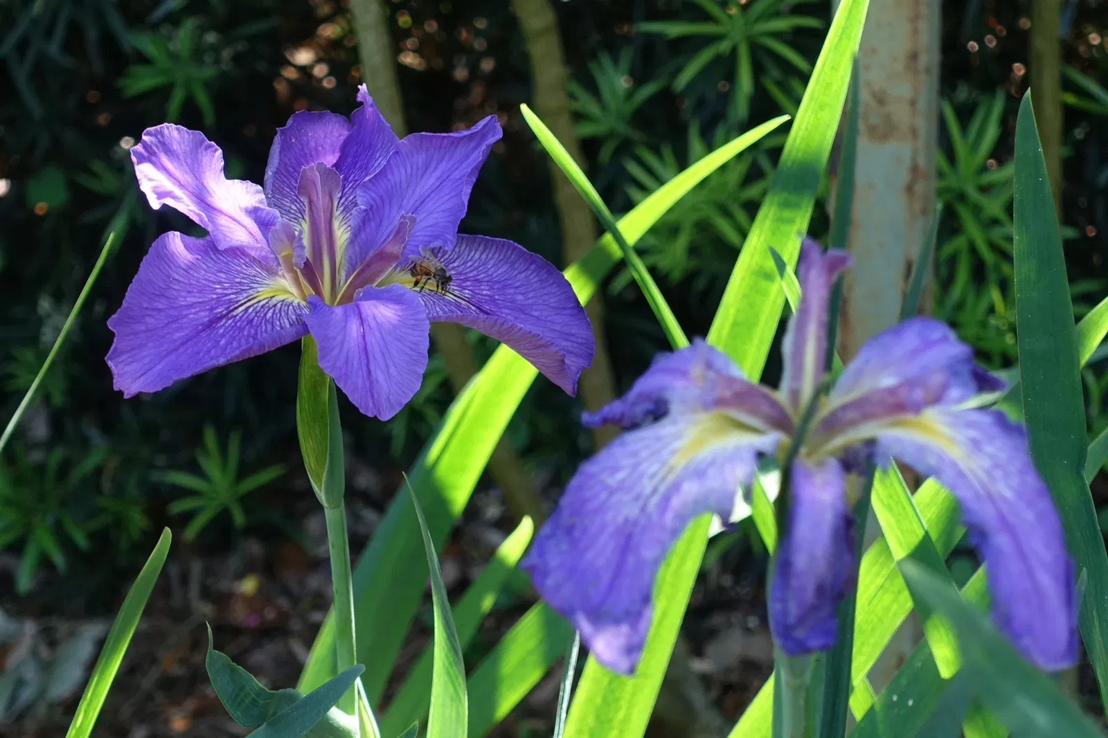 New Orleans Botanical Garden