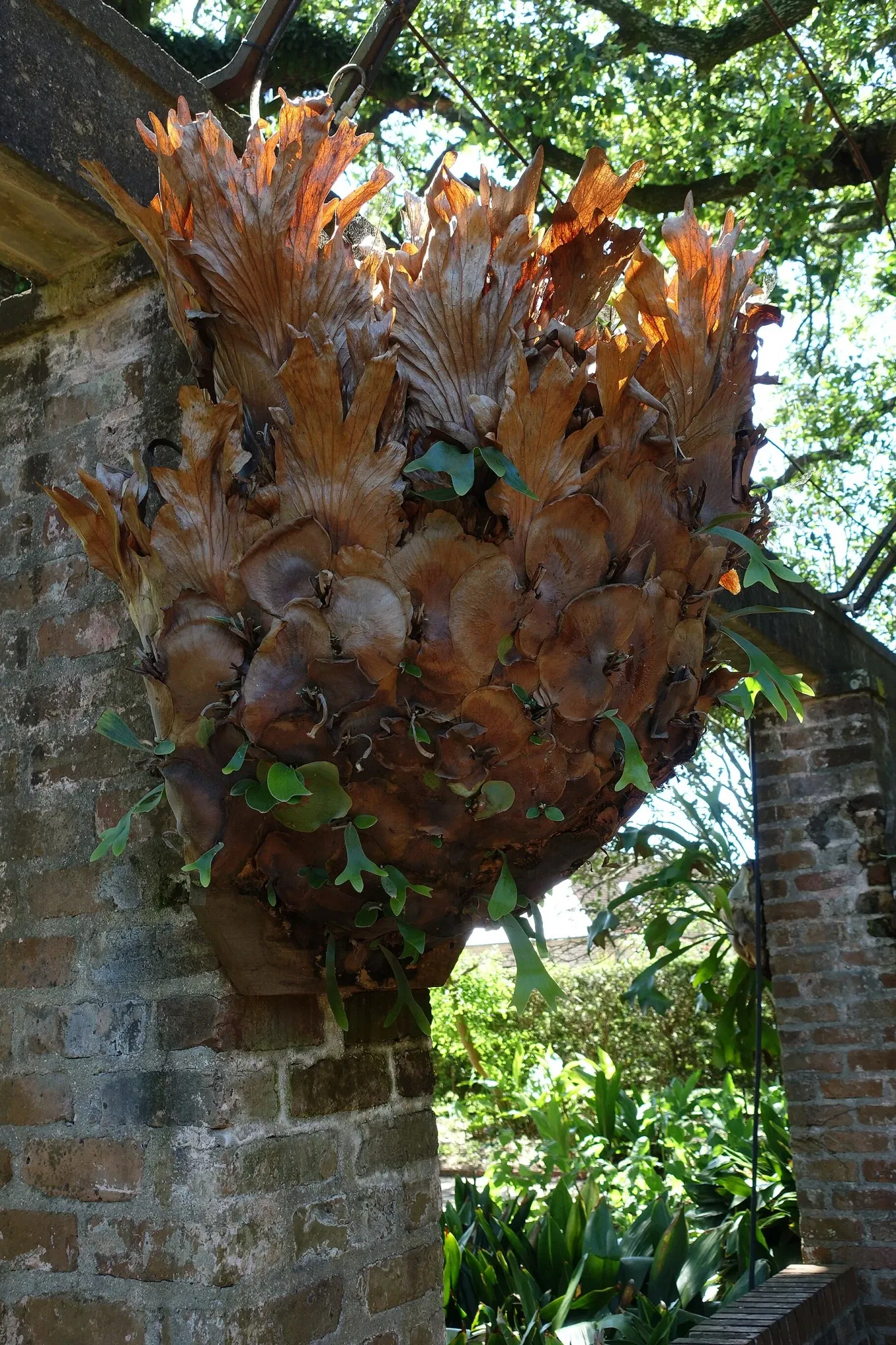 New Orleans Botanical Garden