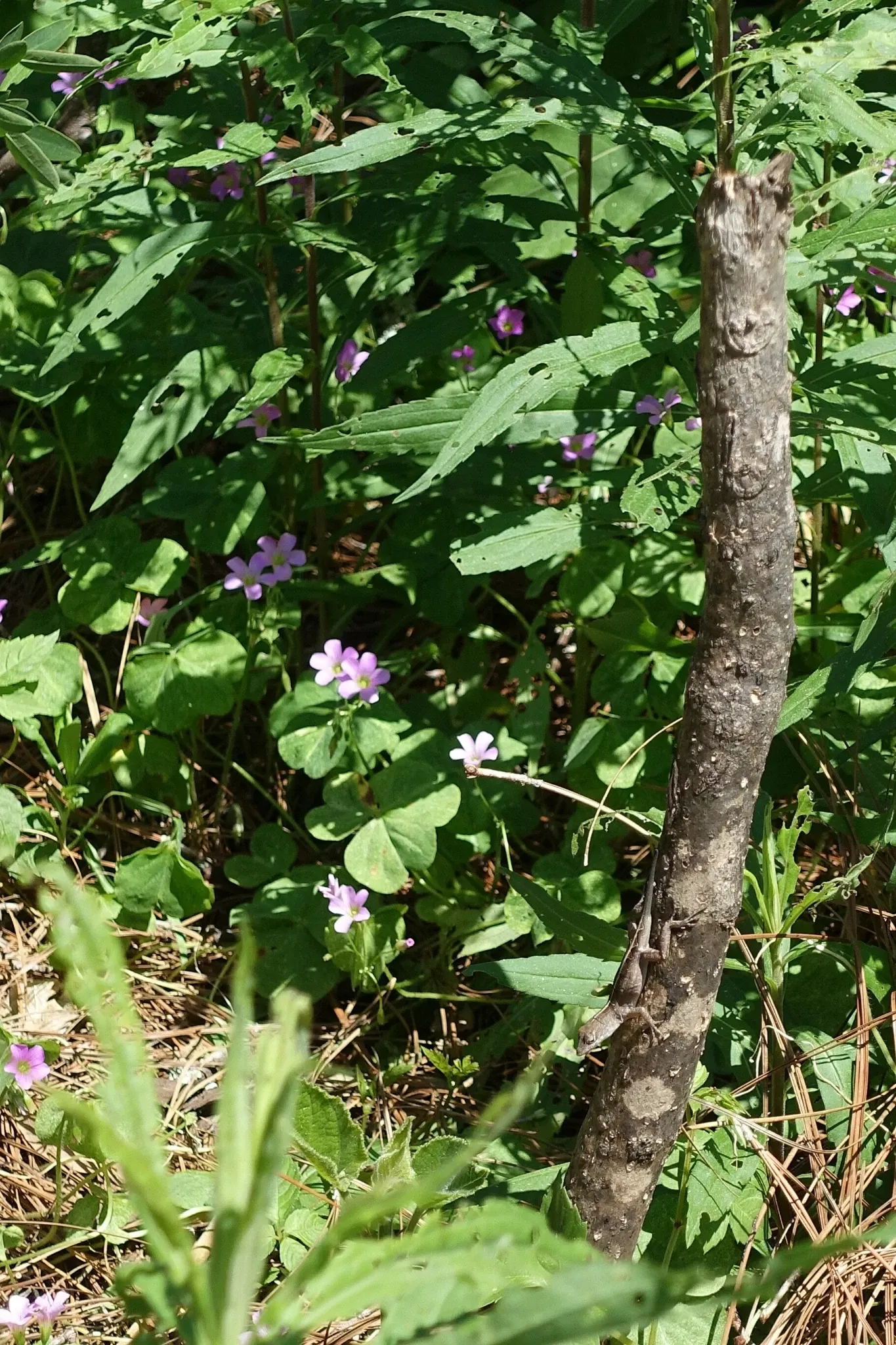 New Orleans Botanical Garden