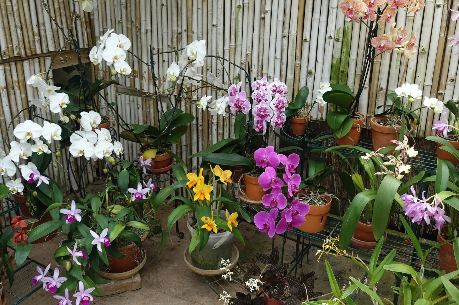 New Orleans Botanical Garden