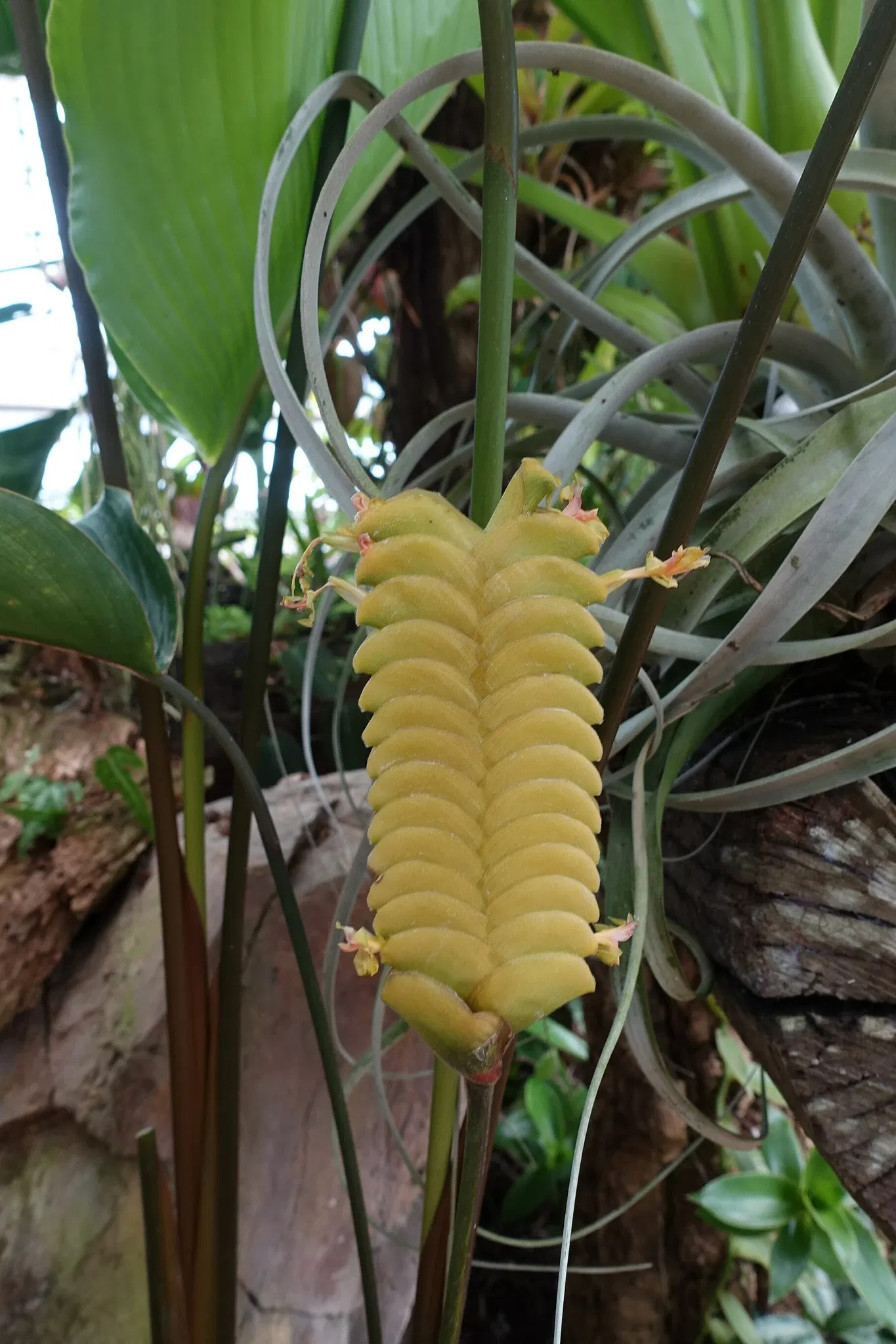 New Orleans Botanical Garden