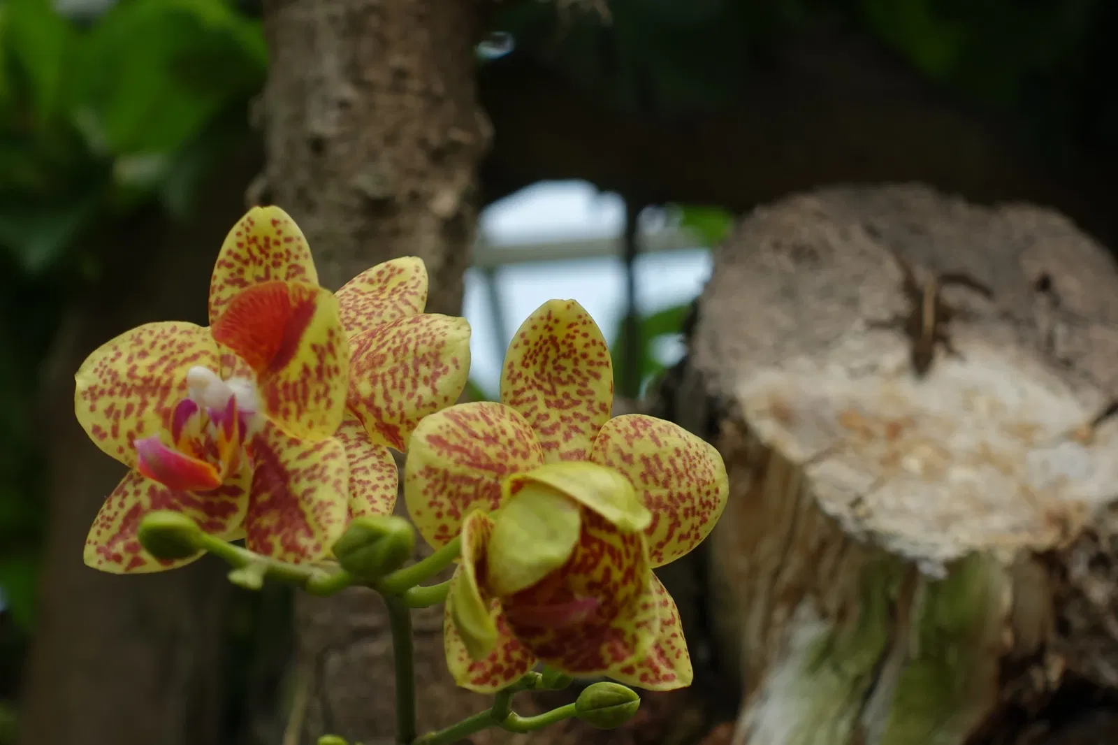 New Orleans Botanical Garden