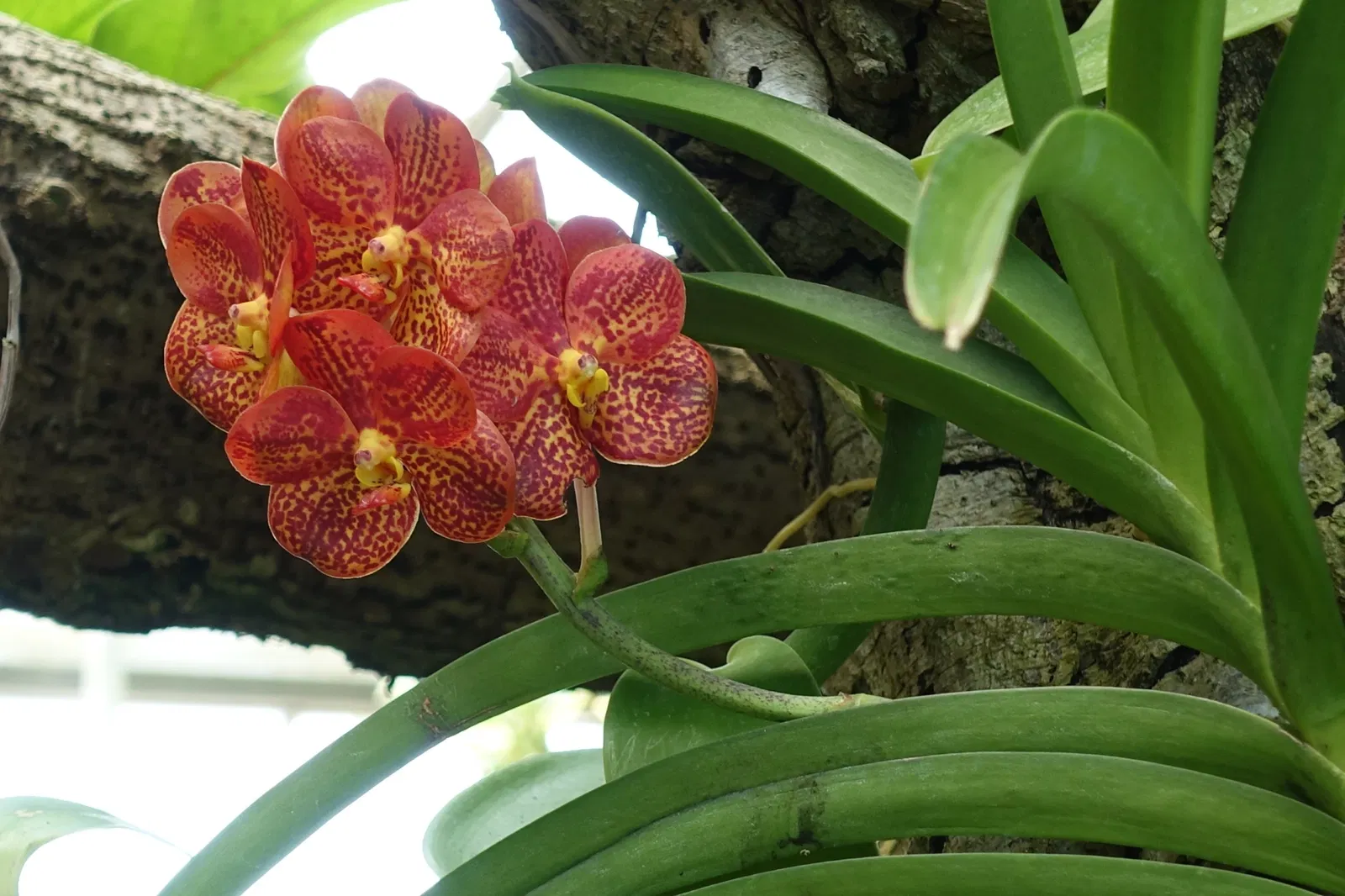 New Orleans Botanical Garden