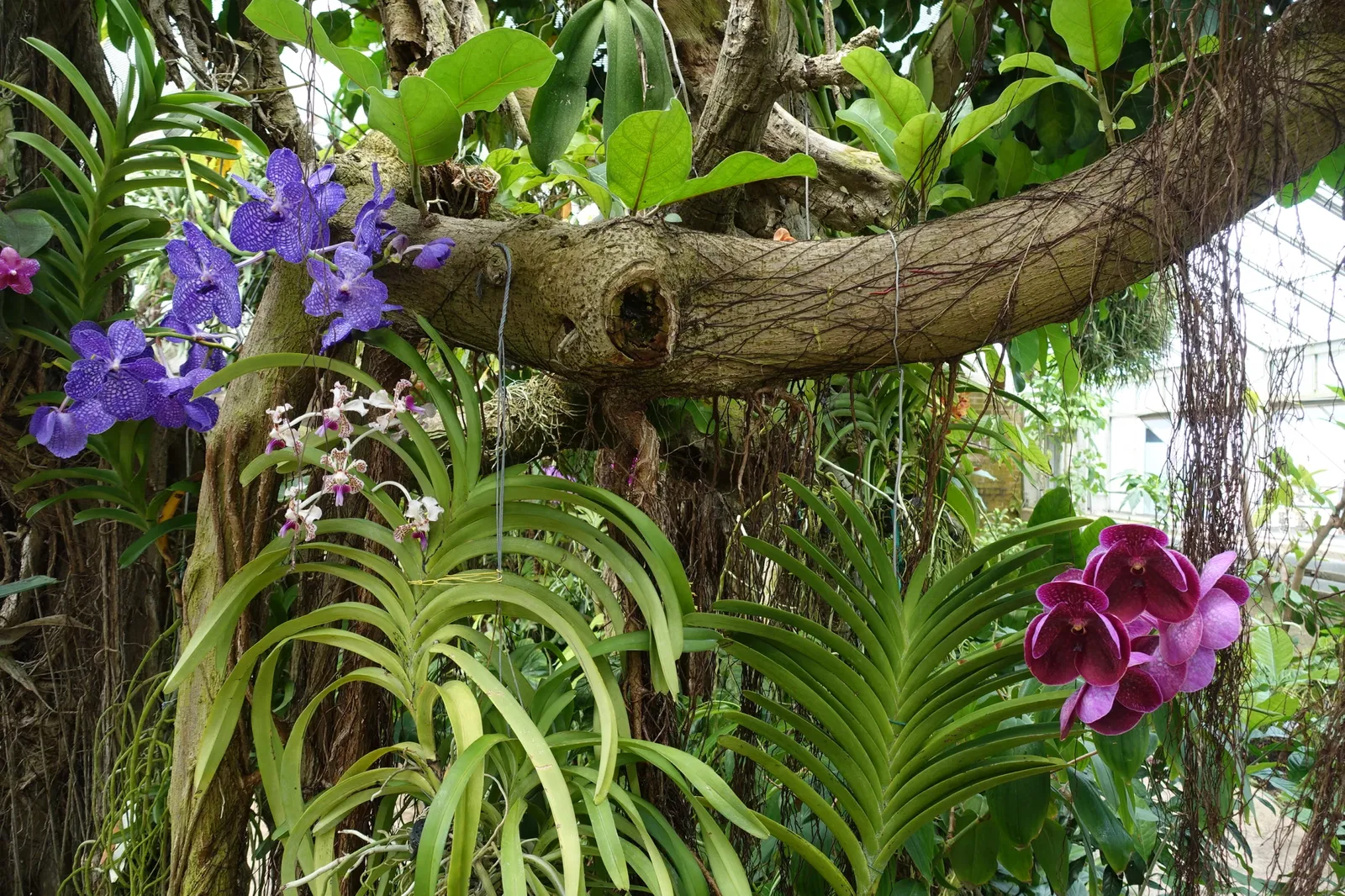 New Orleans Botanical Garden