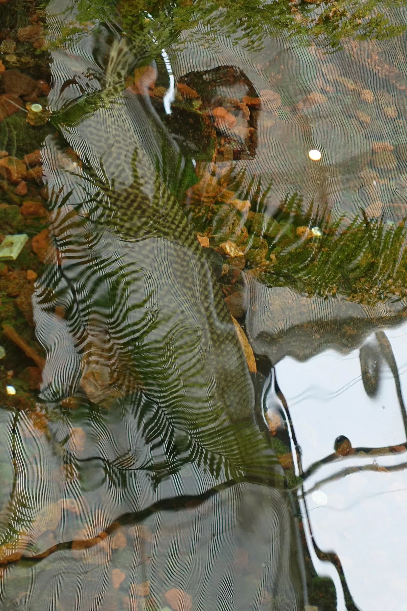 New Orleans Botanical Garden