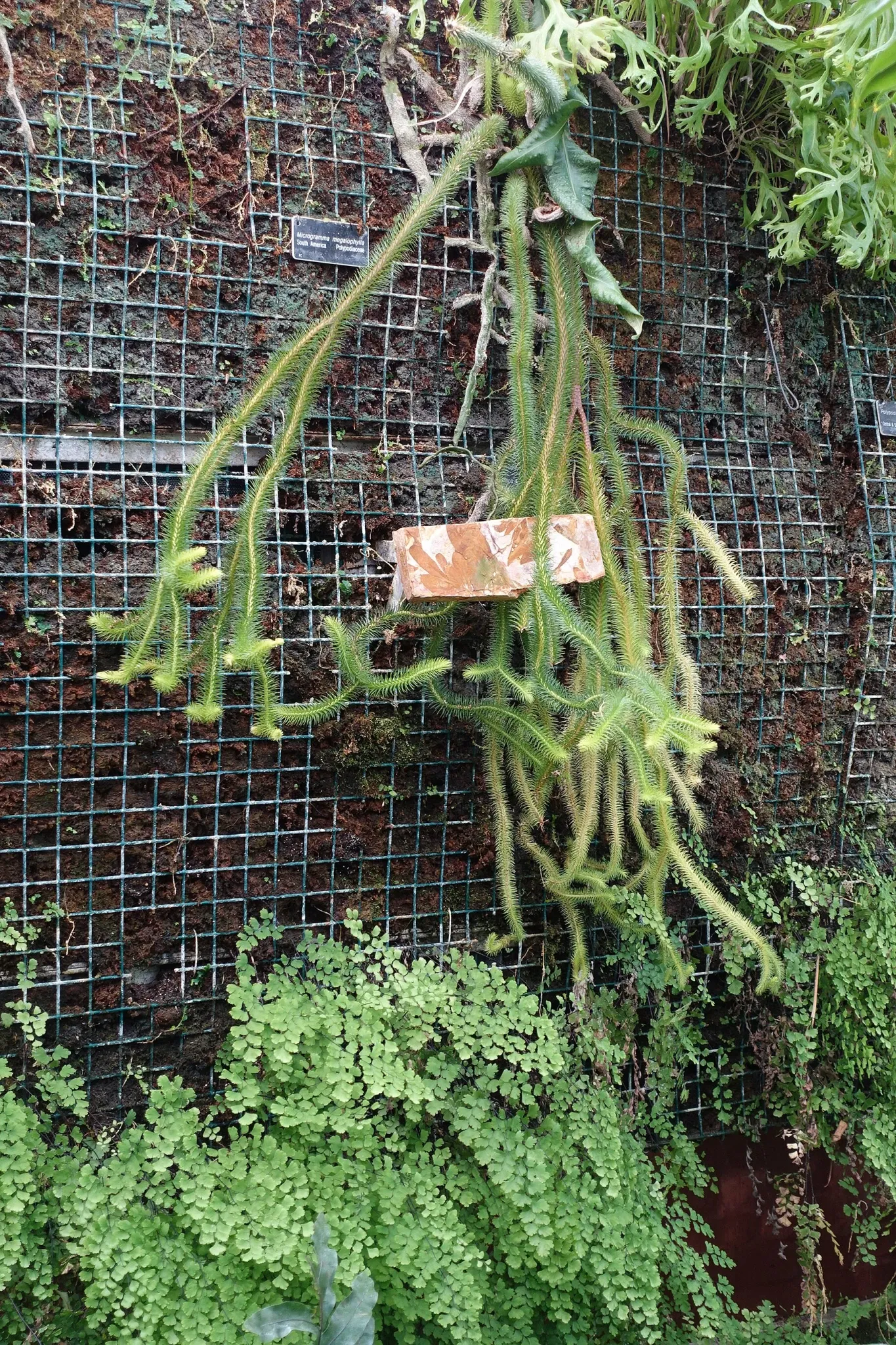 New Orleans Botanical Garden