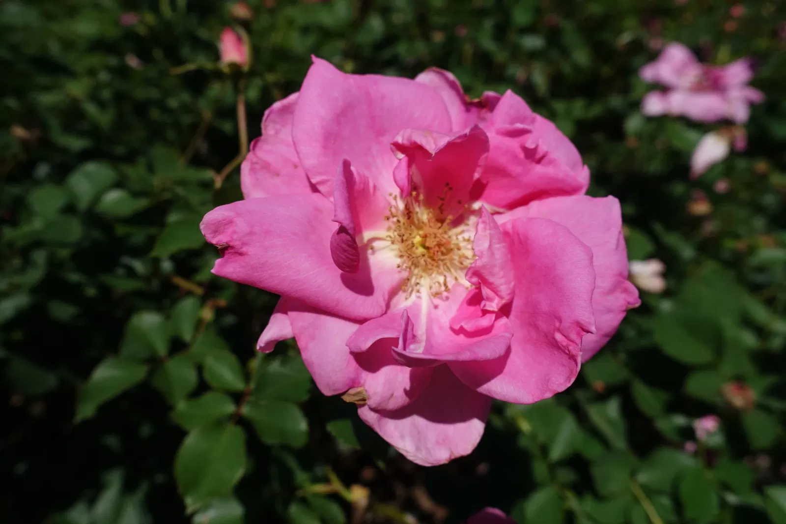 New Orleans Botanical Garden