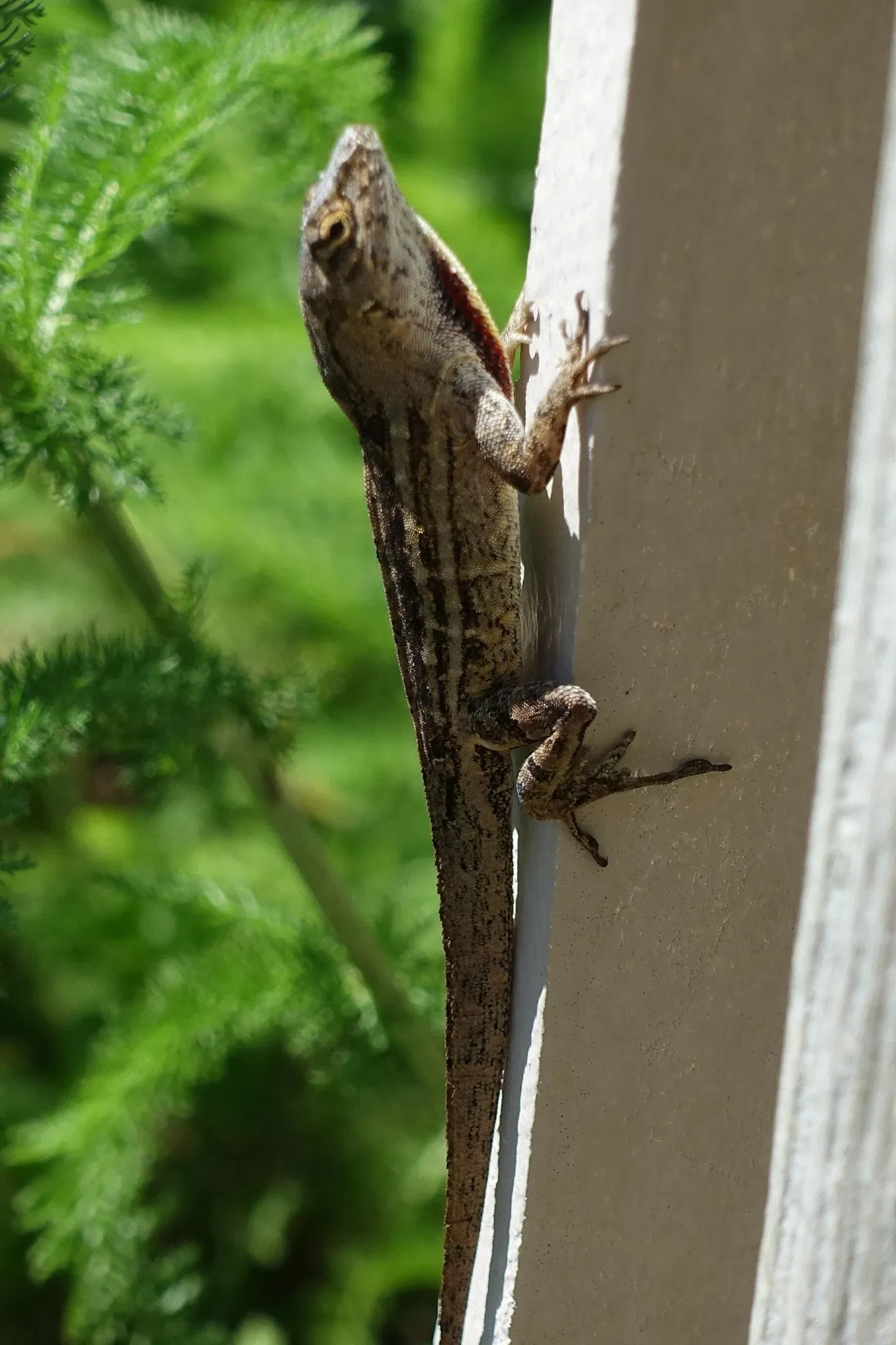 New Orleans Botanical Garden