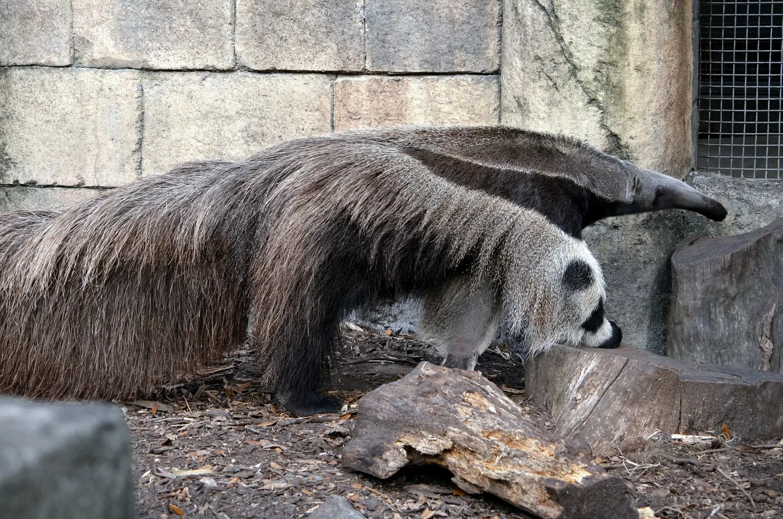 Audubon Zoo