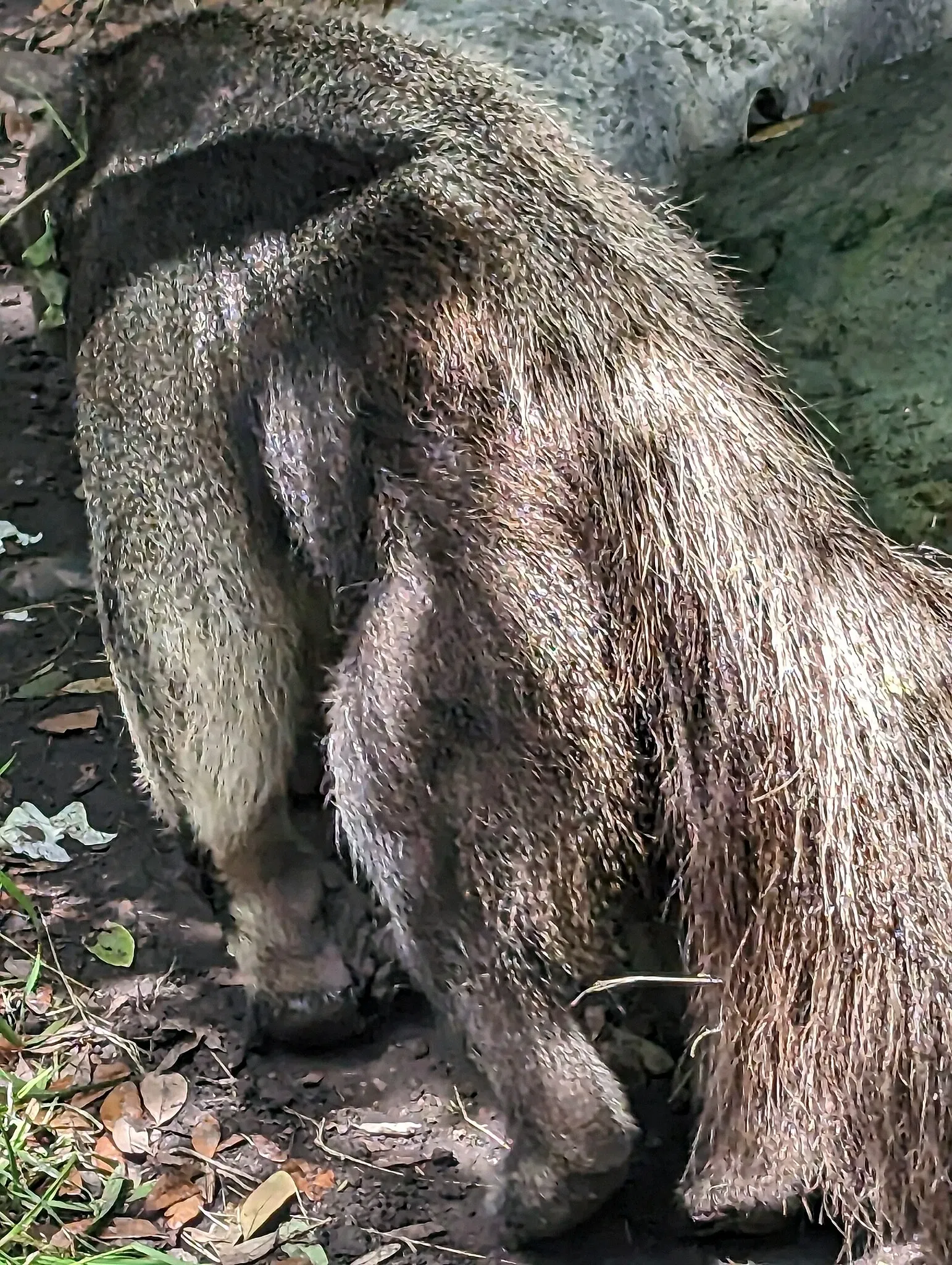 Audubon Zoo