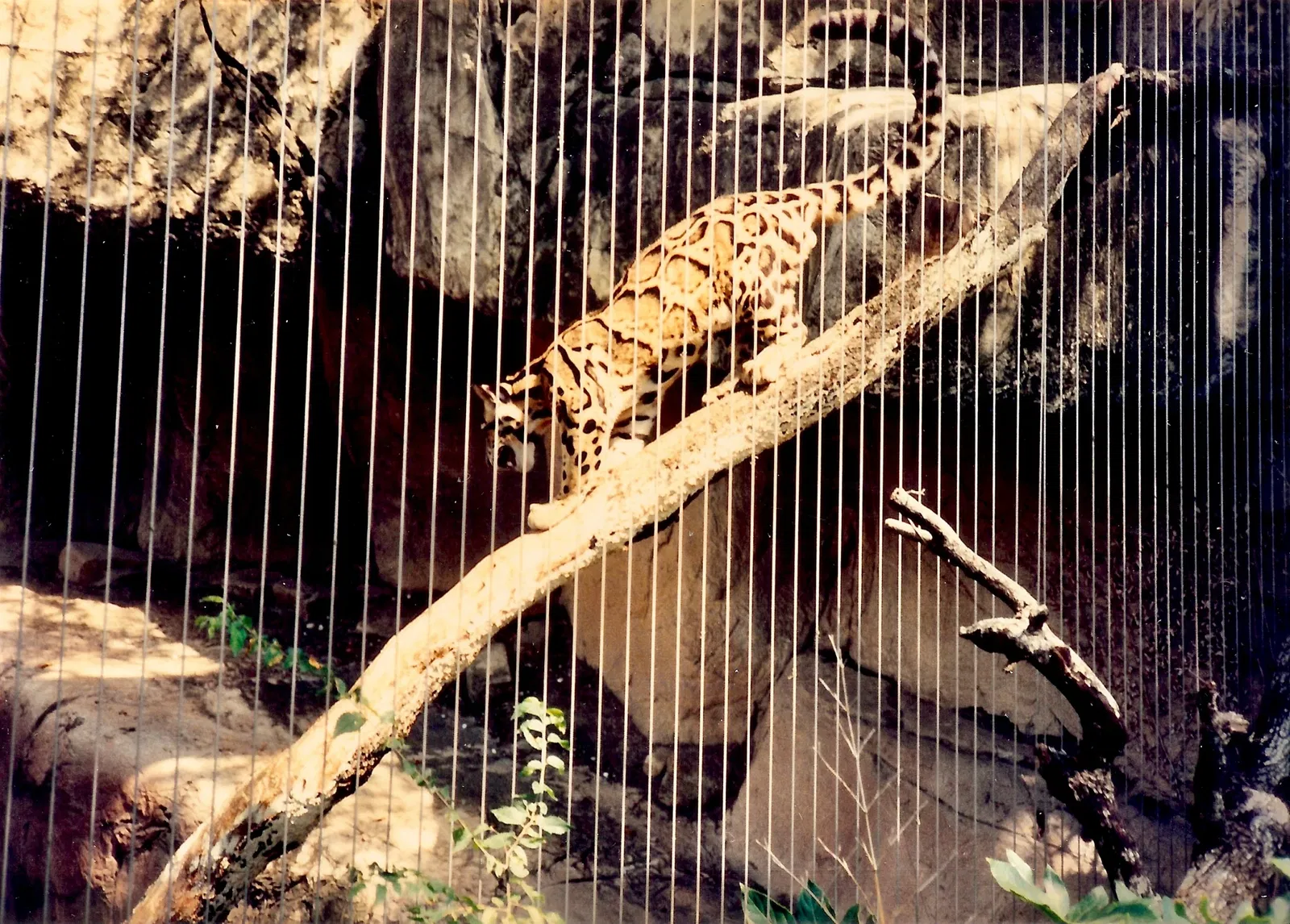 Audubon Zoo