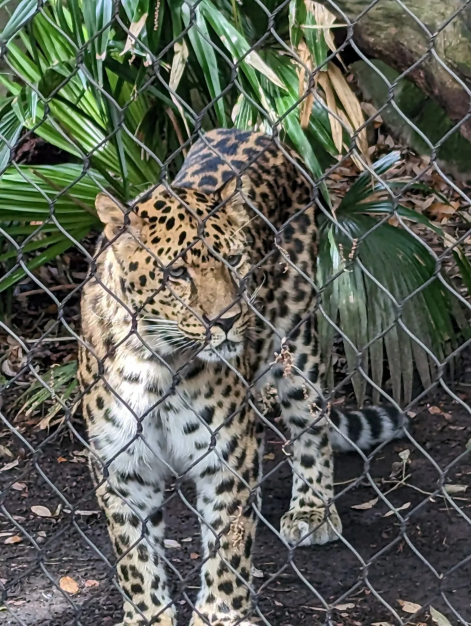 Audubon Zoo