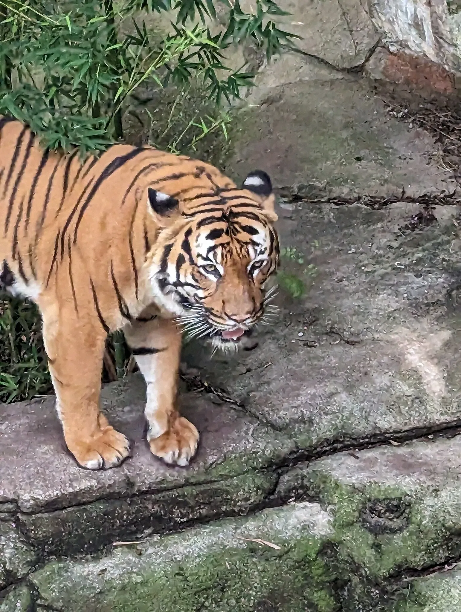 Audubon Zoo