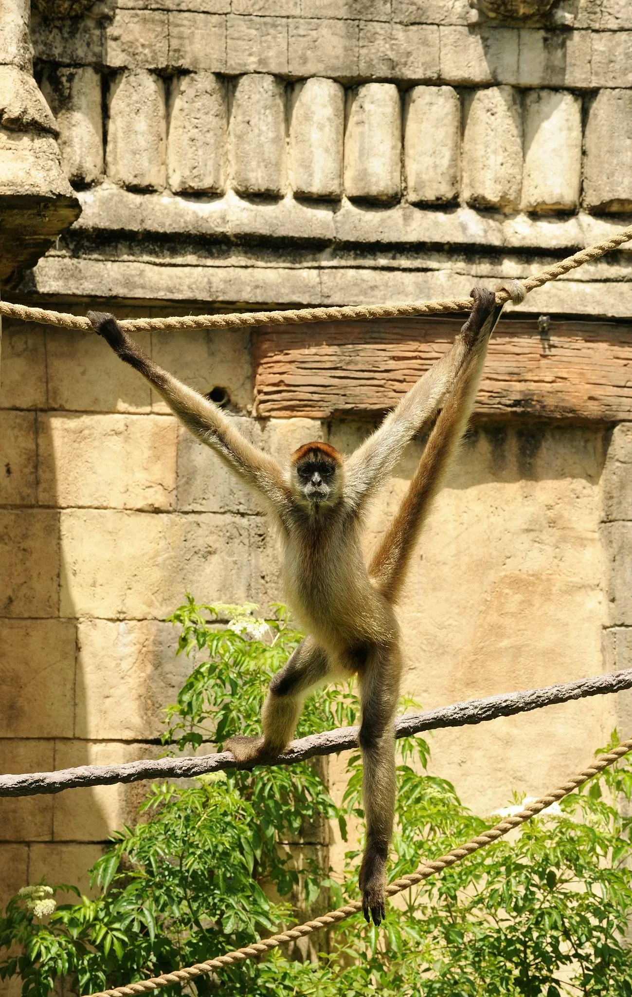 Audubon Zoo