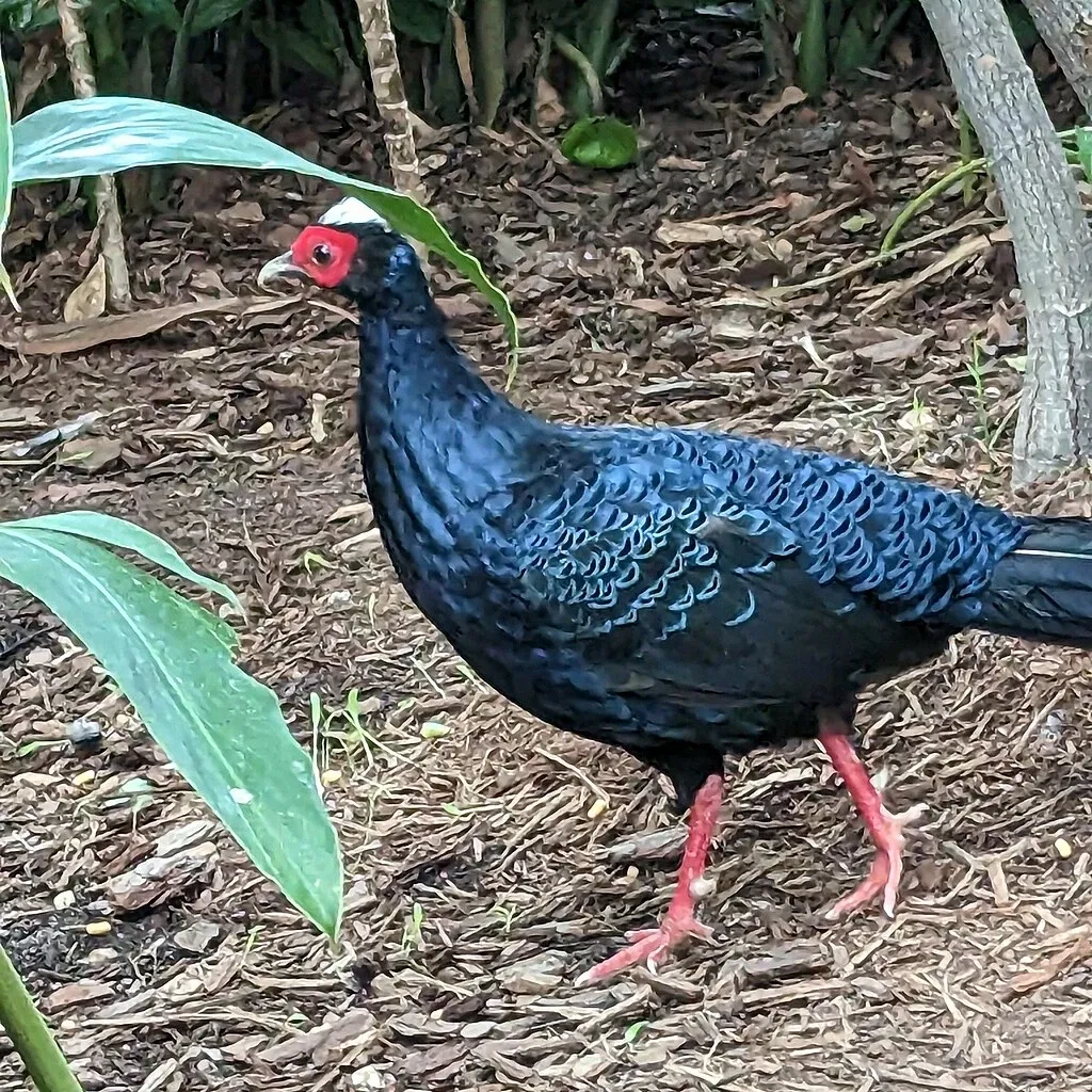 Audubon Zoo