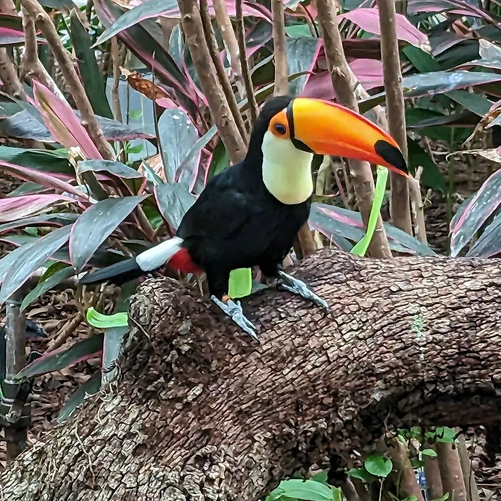 Audubon Zoo