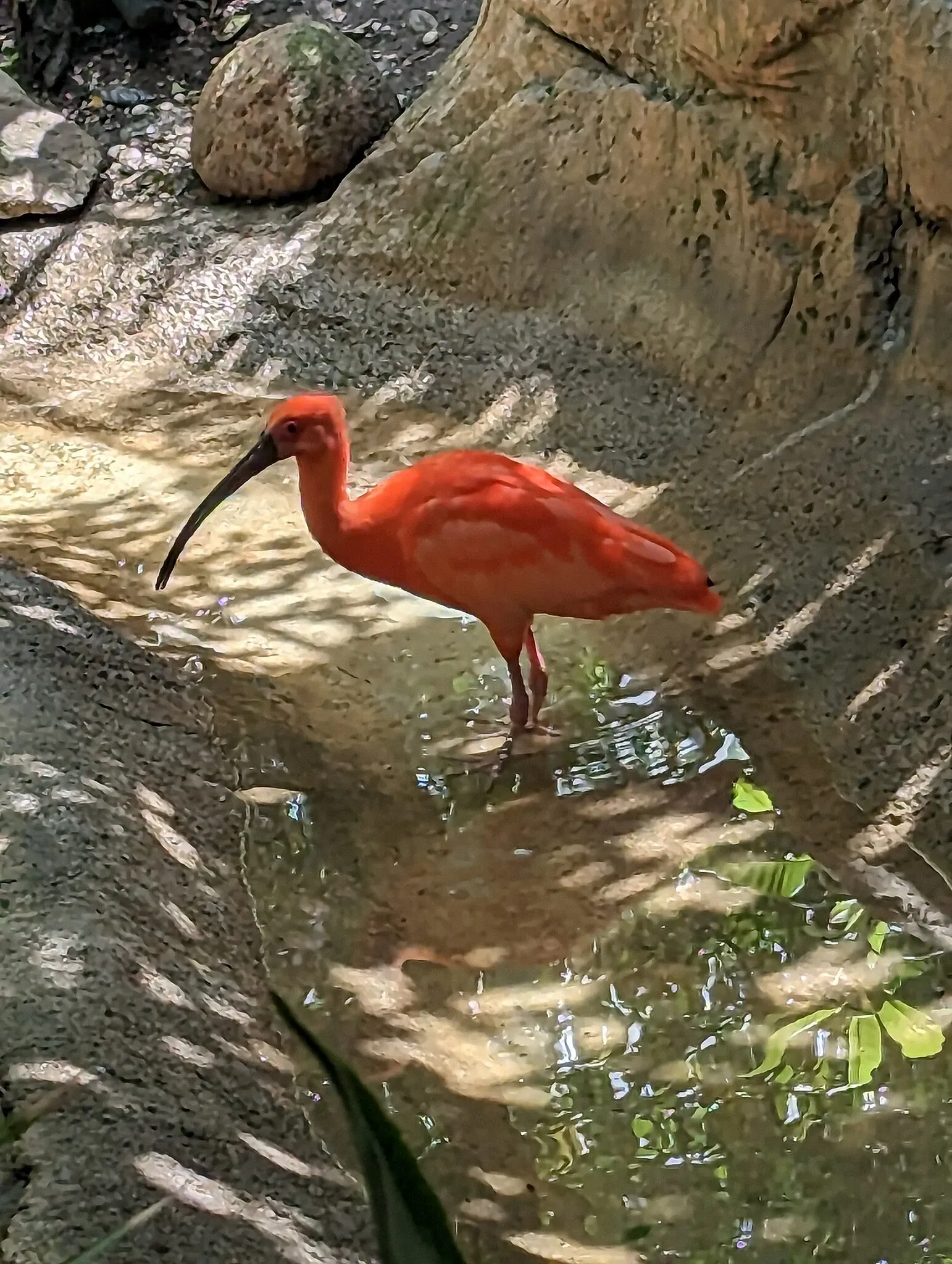 Audubon Zoo
