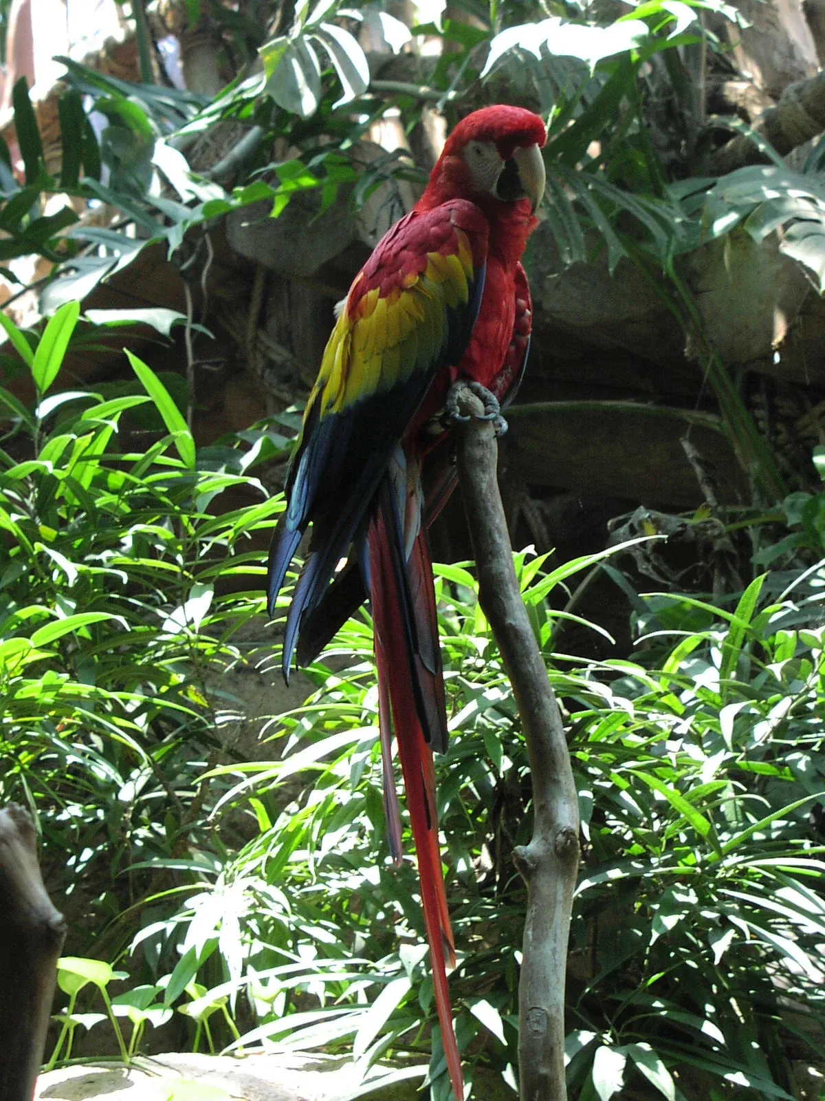 Audubon Zoo
