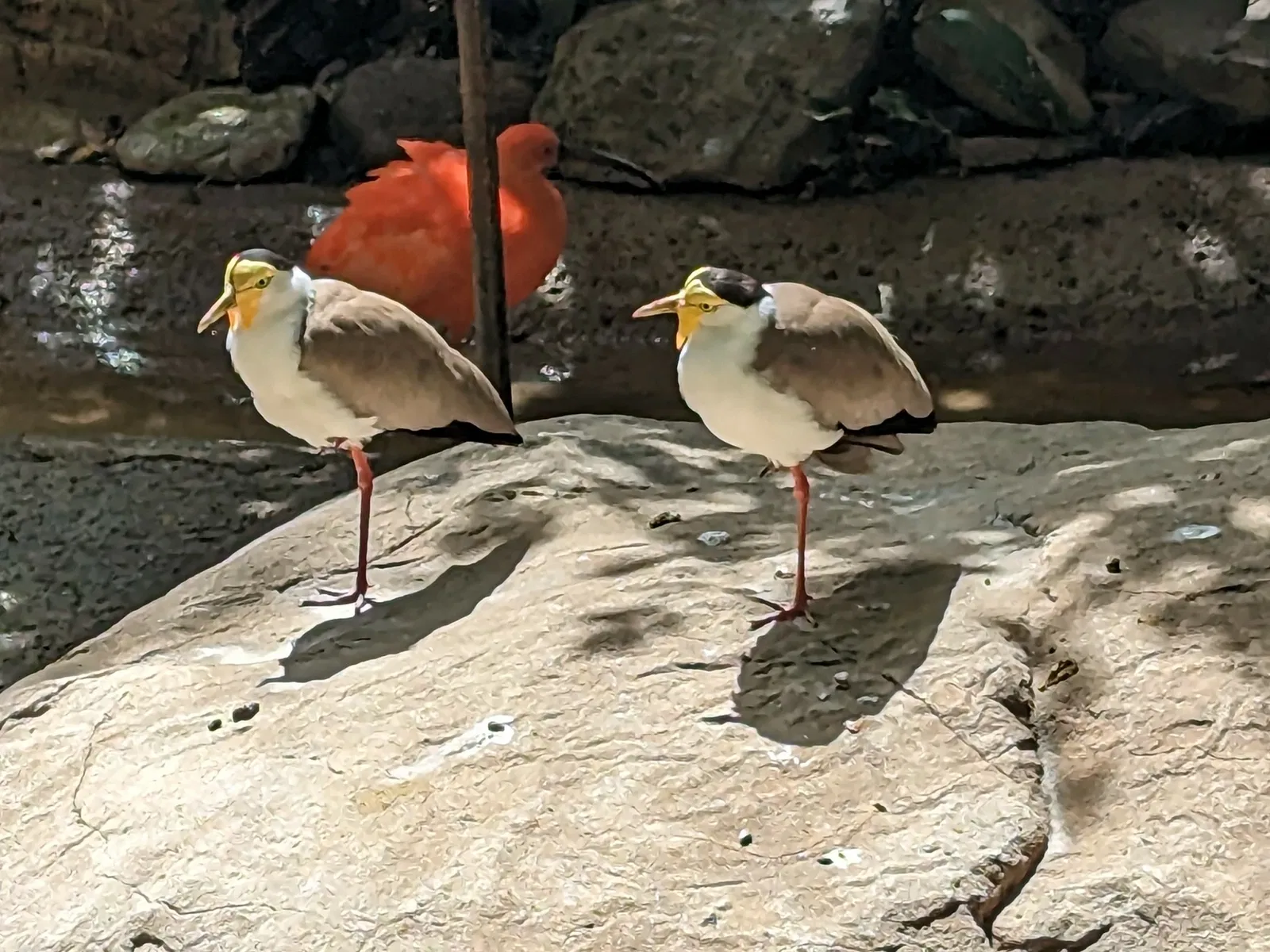 Audubon Zoo