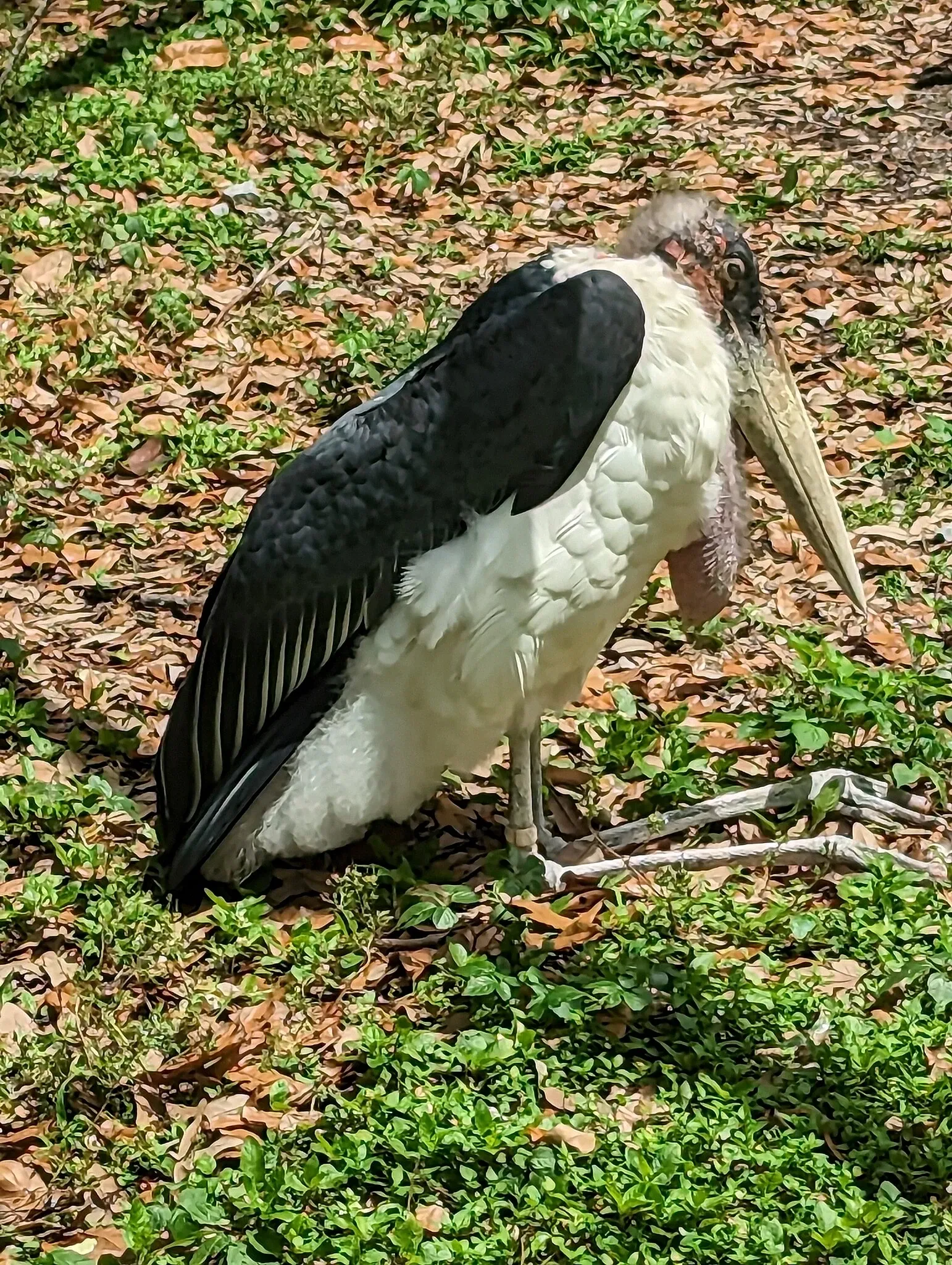 Audubon Zoo