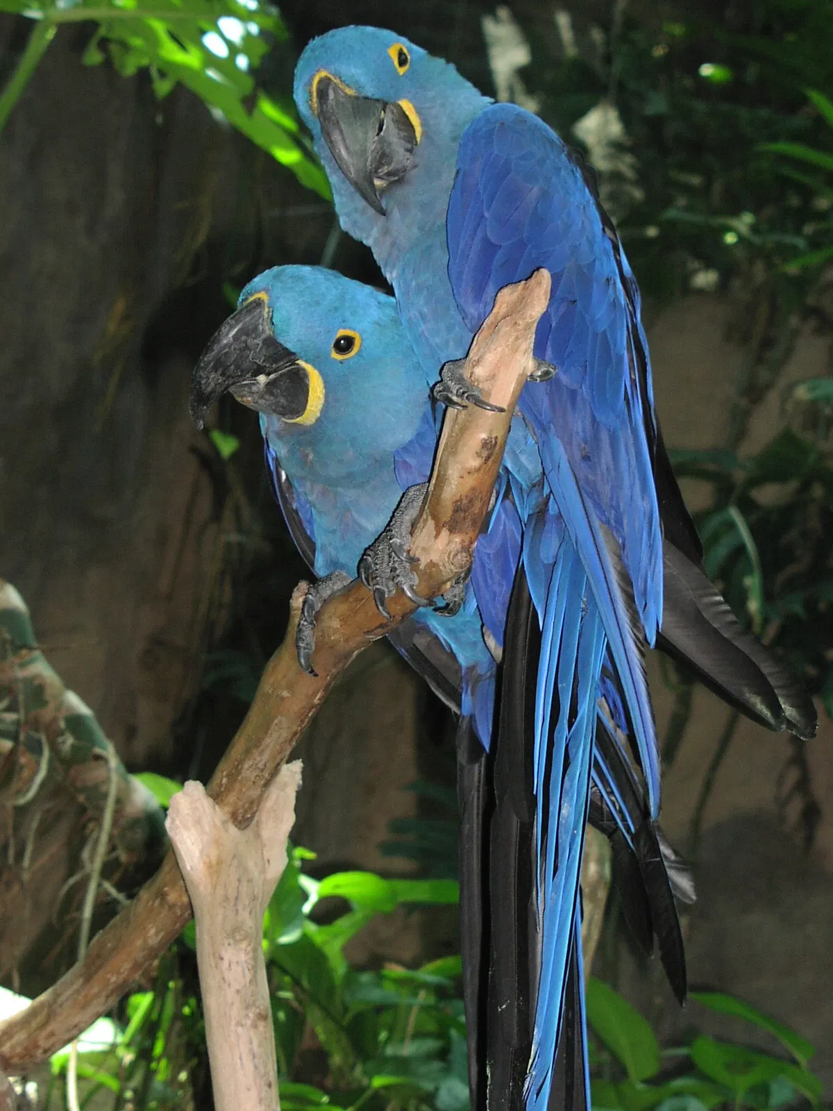 Audubon Zoo