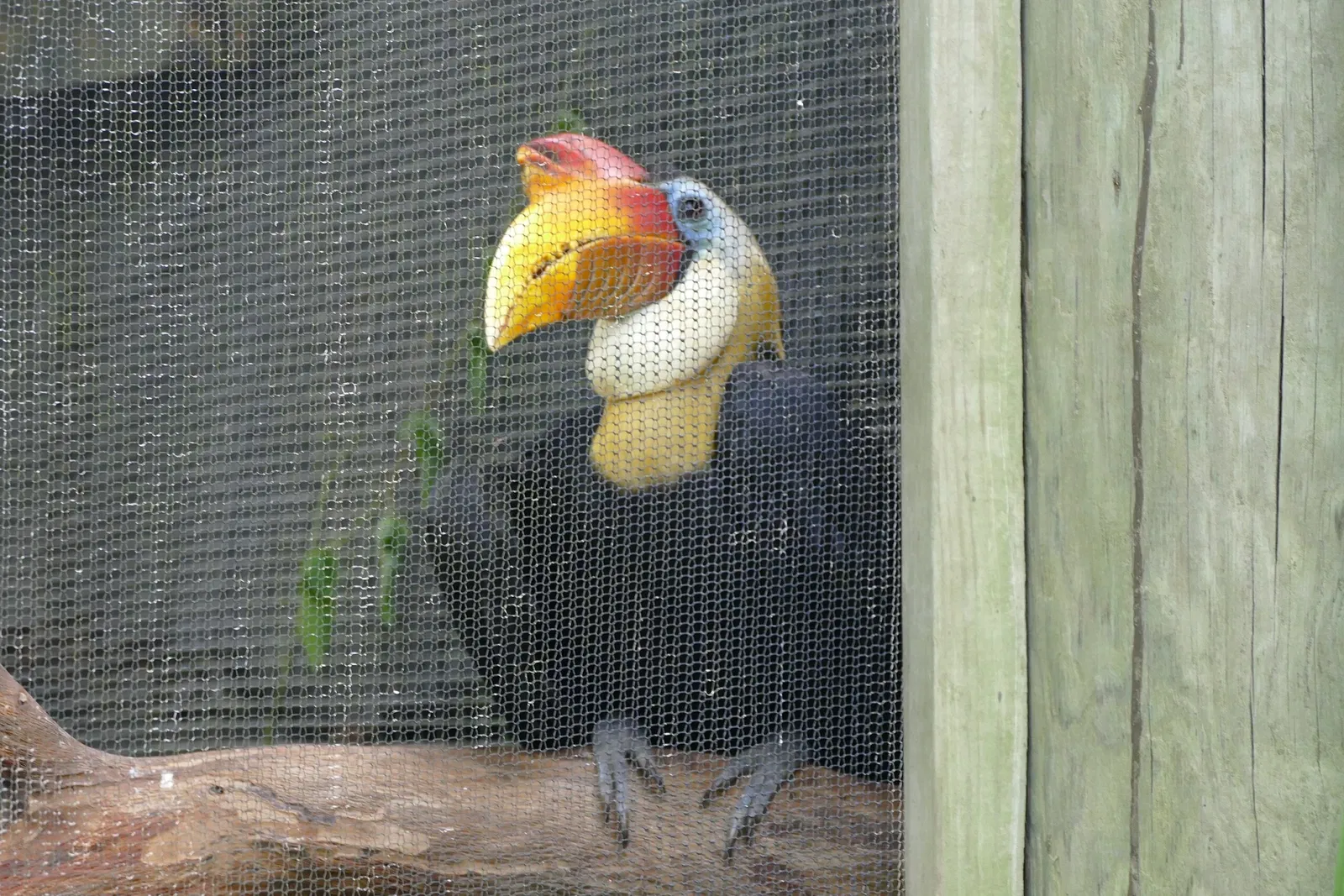 Audubon Zoo
