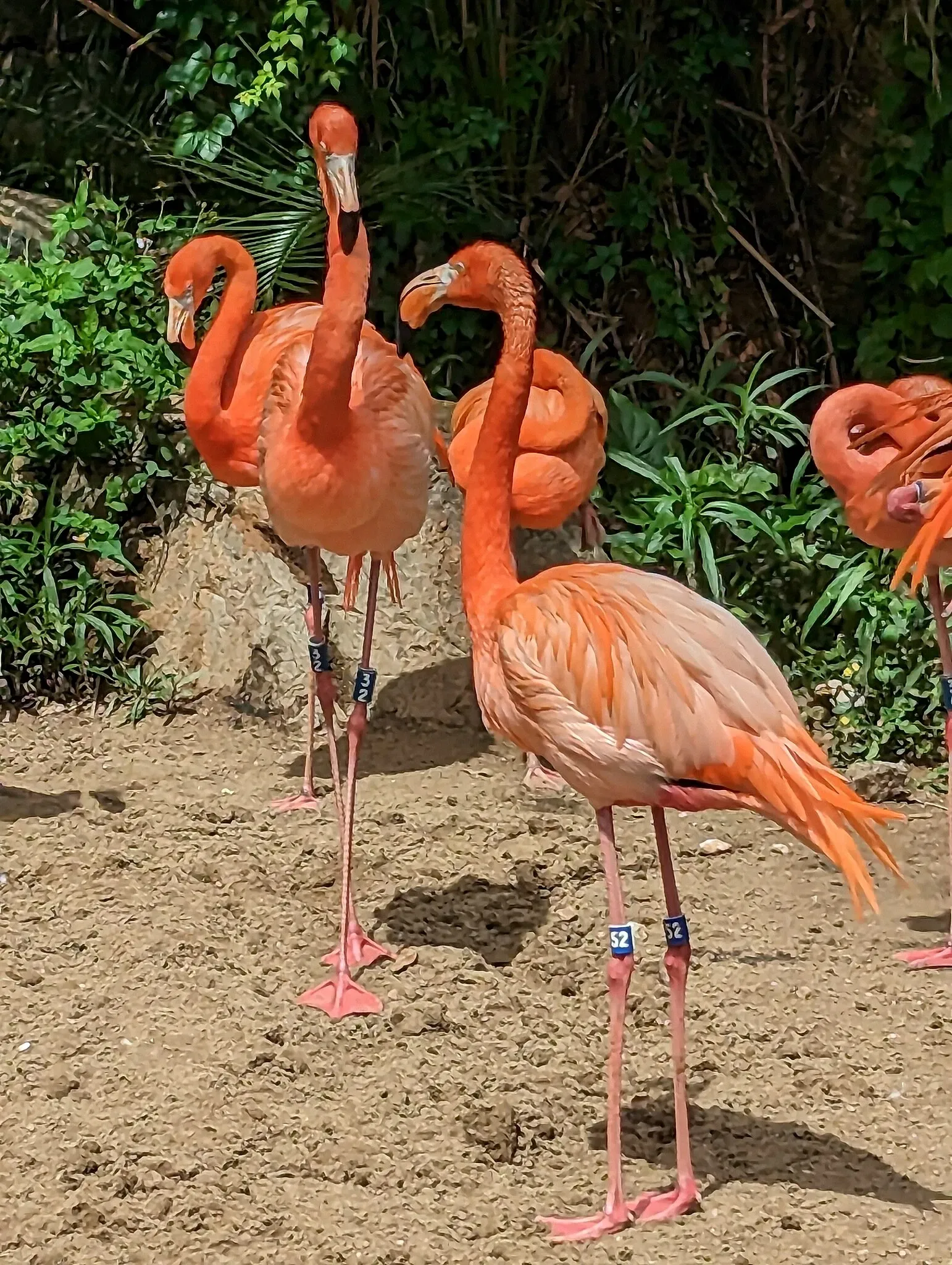 Audubon Zoo