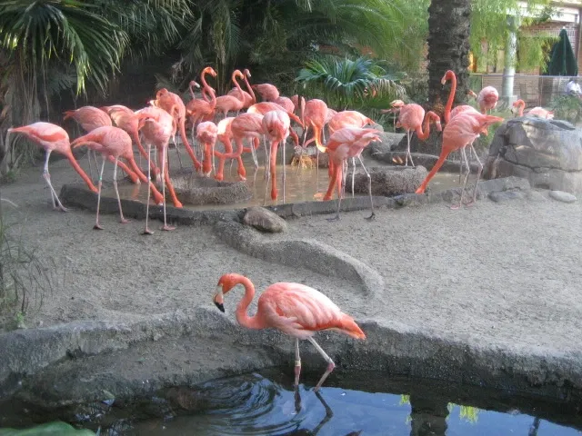 Audubon Zoo