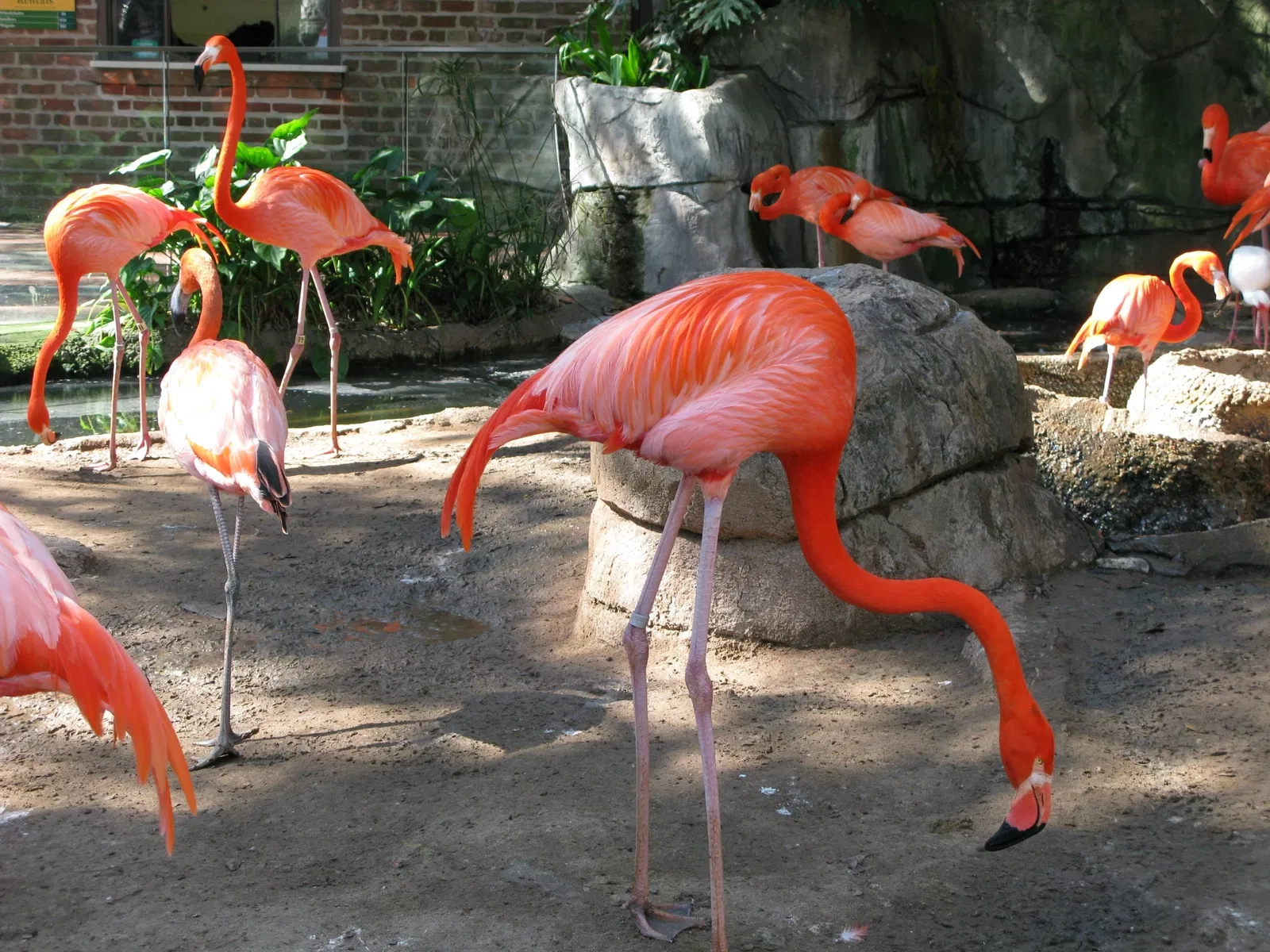 Audubon Zoo