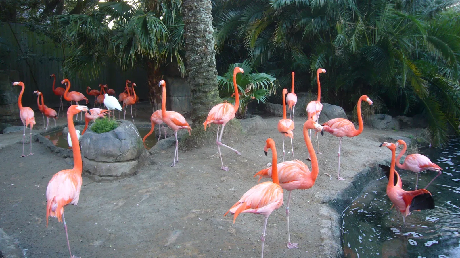 Audubon Zoo