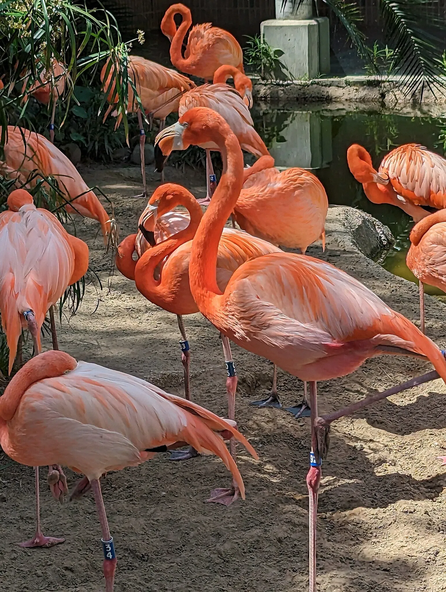 Audubon Zoo