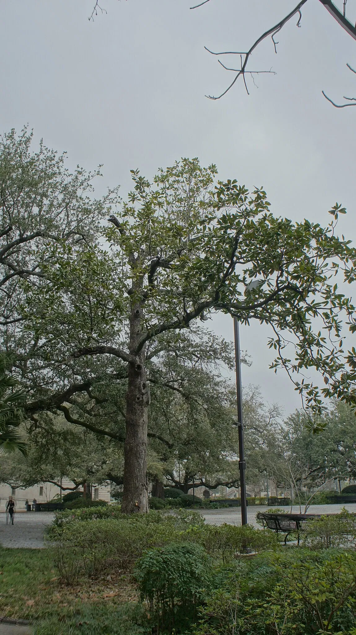 Louis Armstrong Park