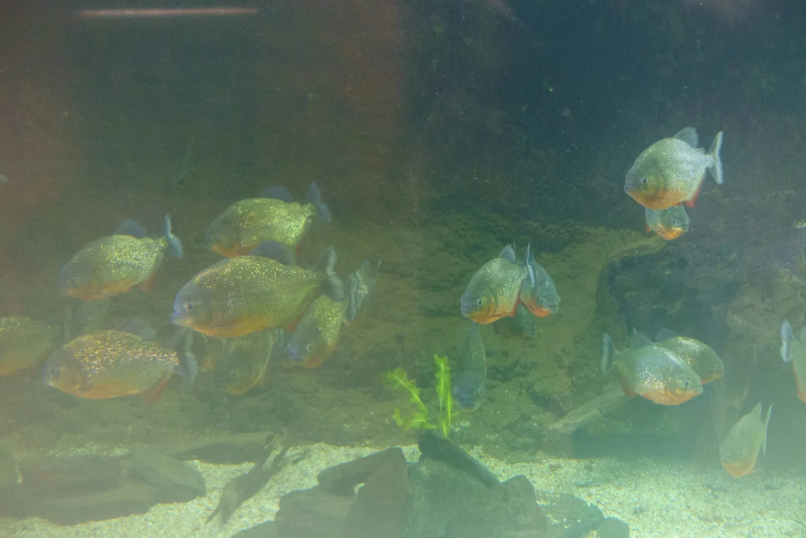 Aquarium of the Americas