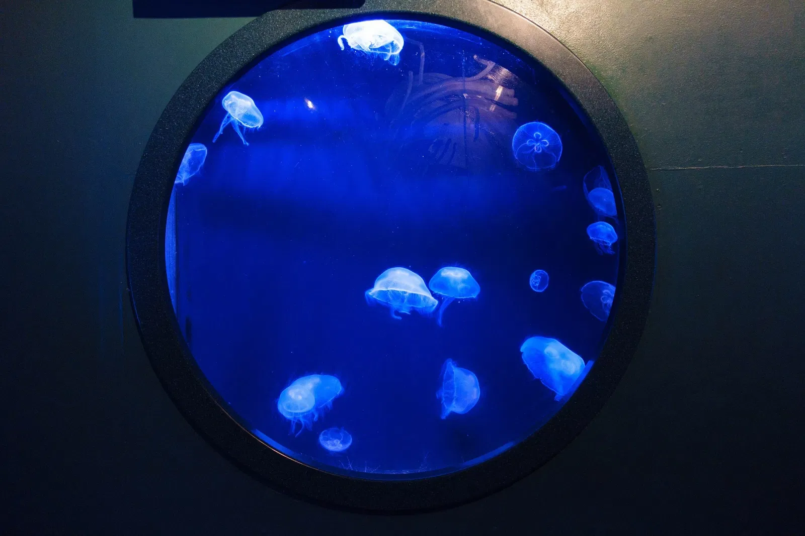 Audubon Aquarium of the Americas