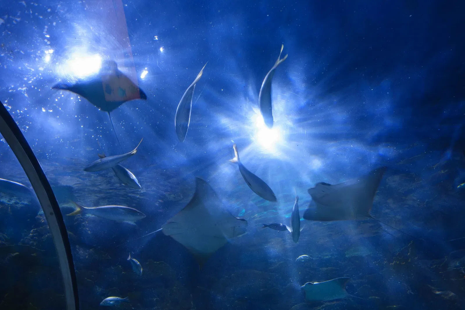 Audubon Aquarium of the Americas