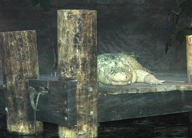 Aquarium of the Americas