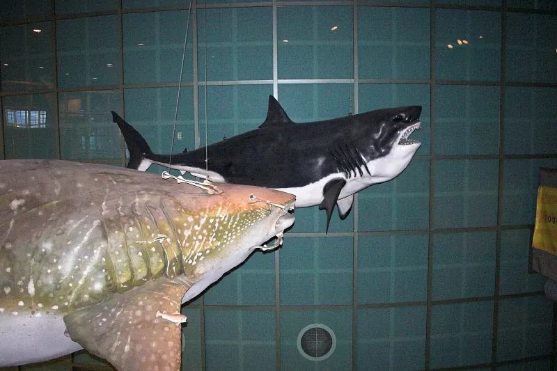 Aquarium of the Americas