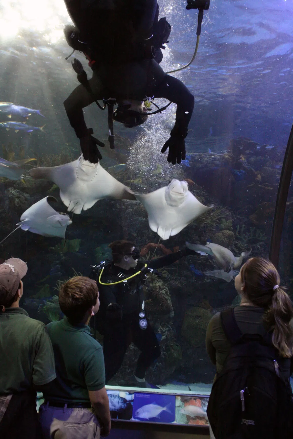 Aquarium of the Americas