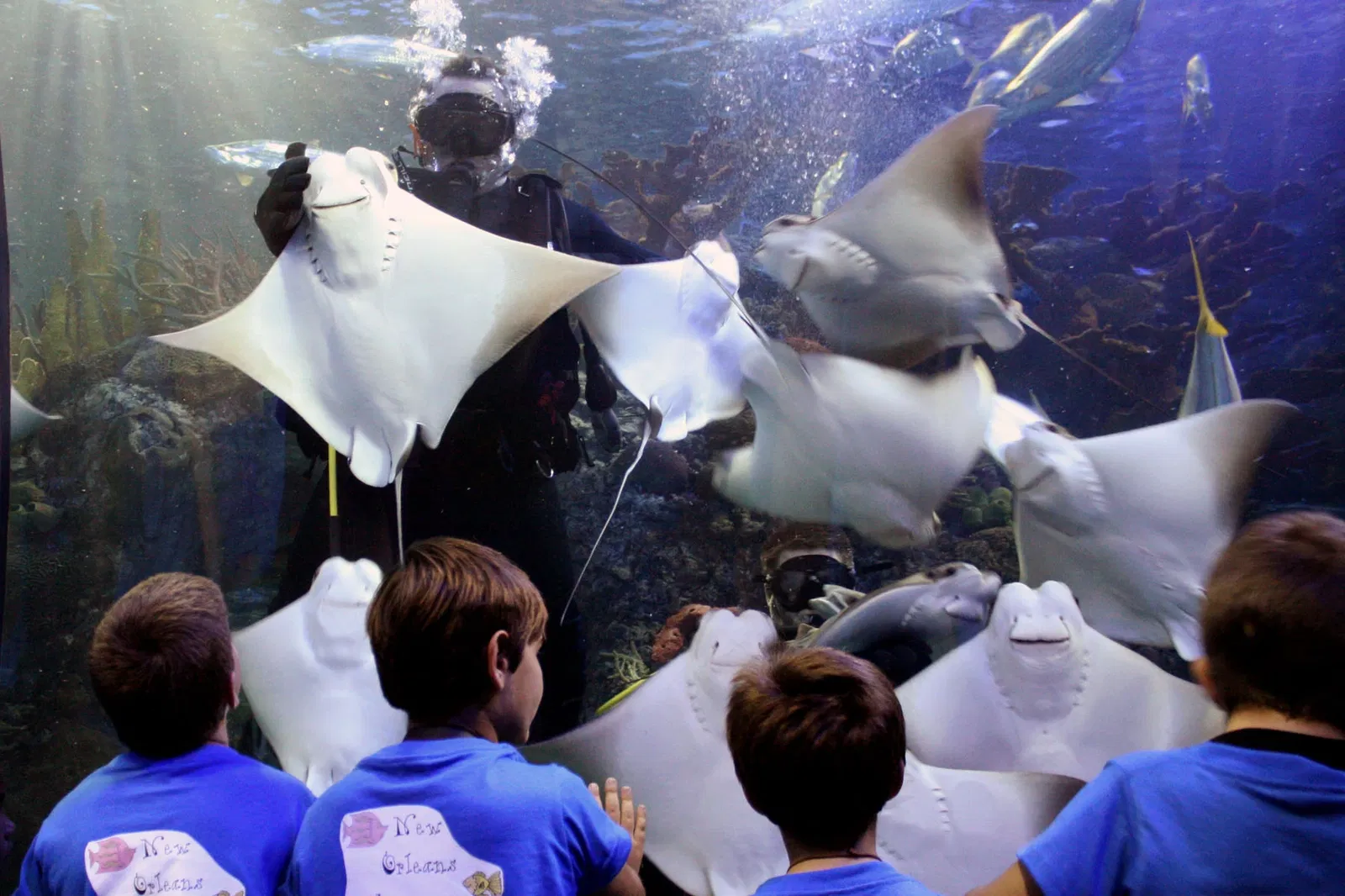 Audubon Aquarium of the Americas