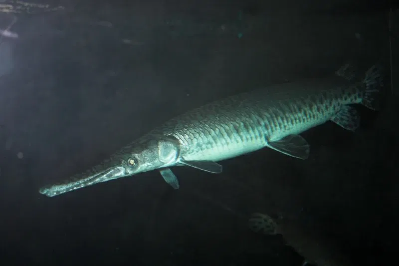 Audubon Aquarium of the Americas