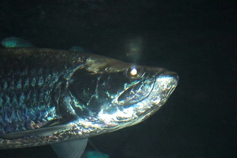 Audubon Aquarium of the Americas