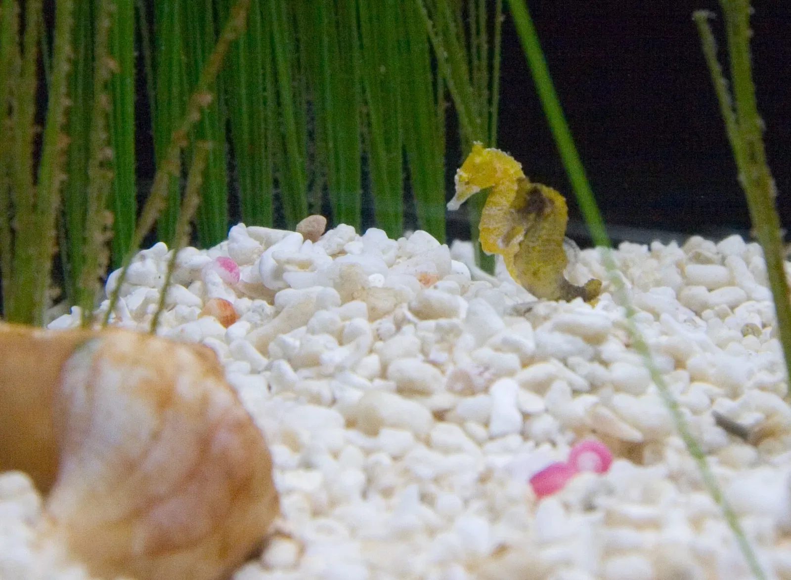 Aquarium of the Americas