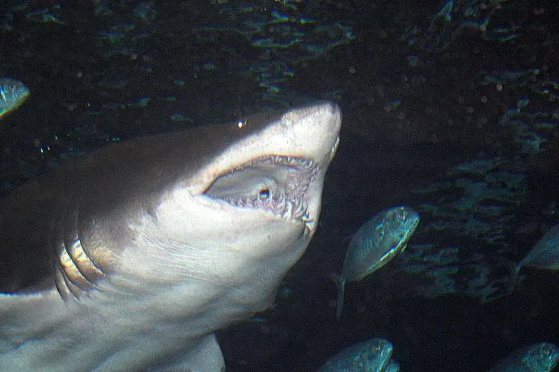 Audubon Aquarium of the Americas