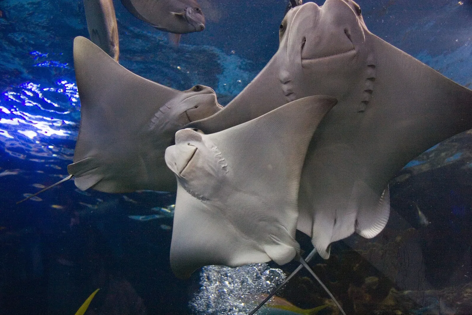 Audubon Aquarium of the Americas