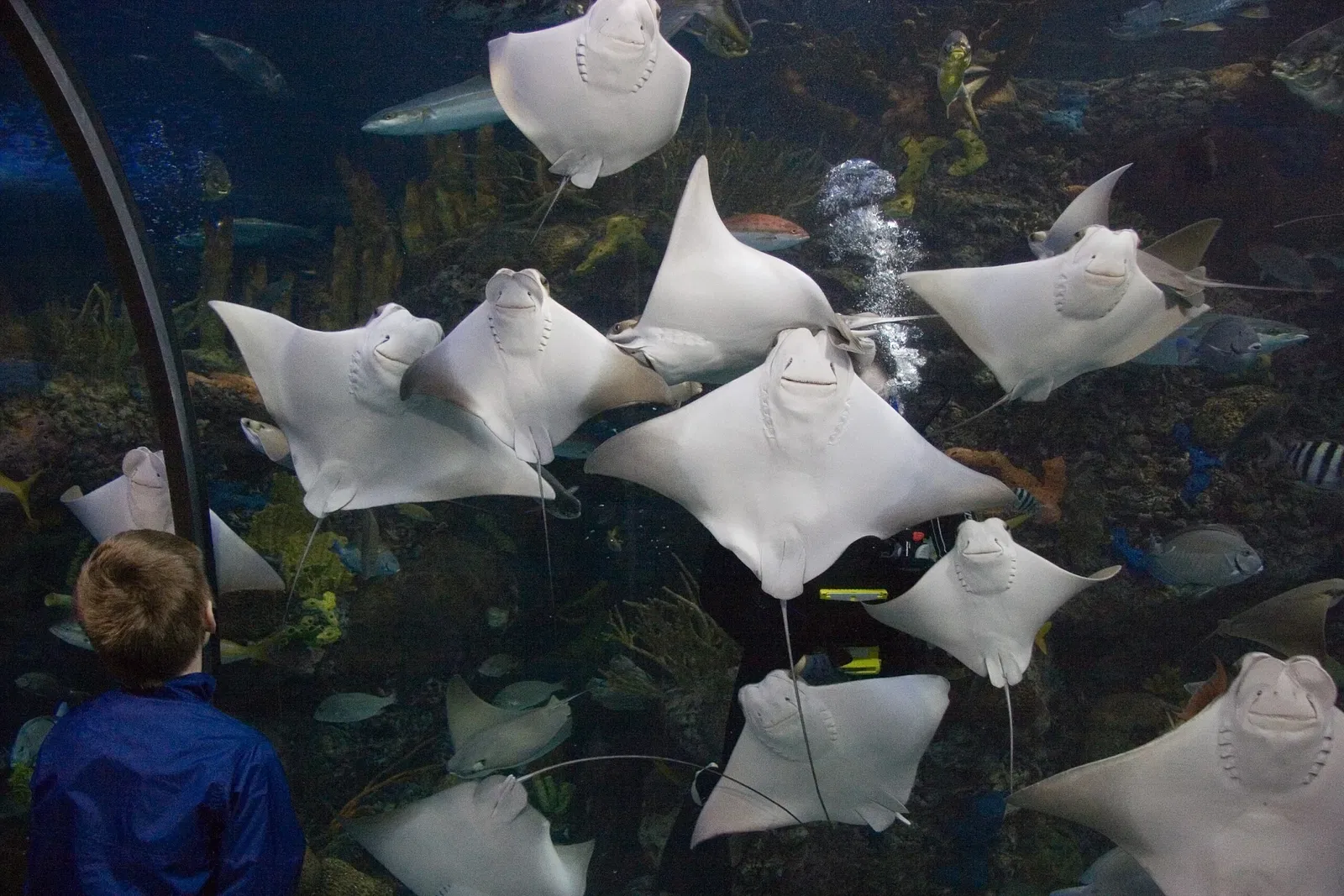 Aquarium of the Americas