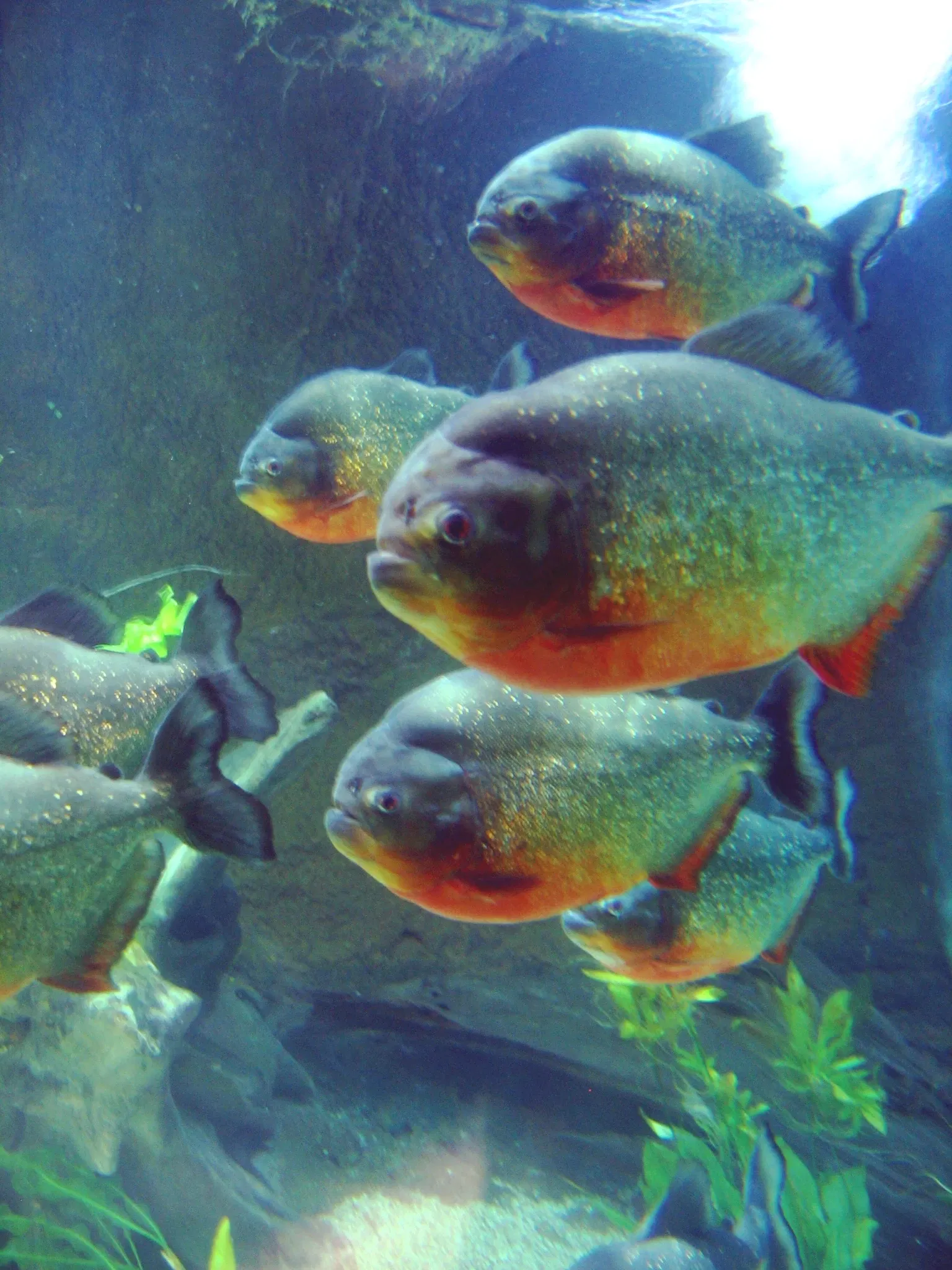 Audubon Aquarium of the Americas