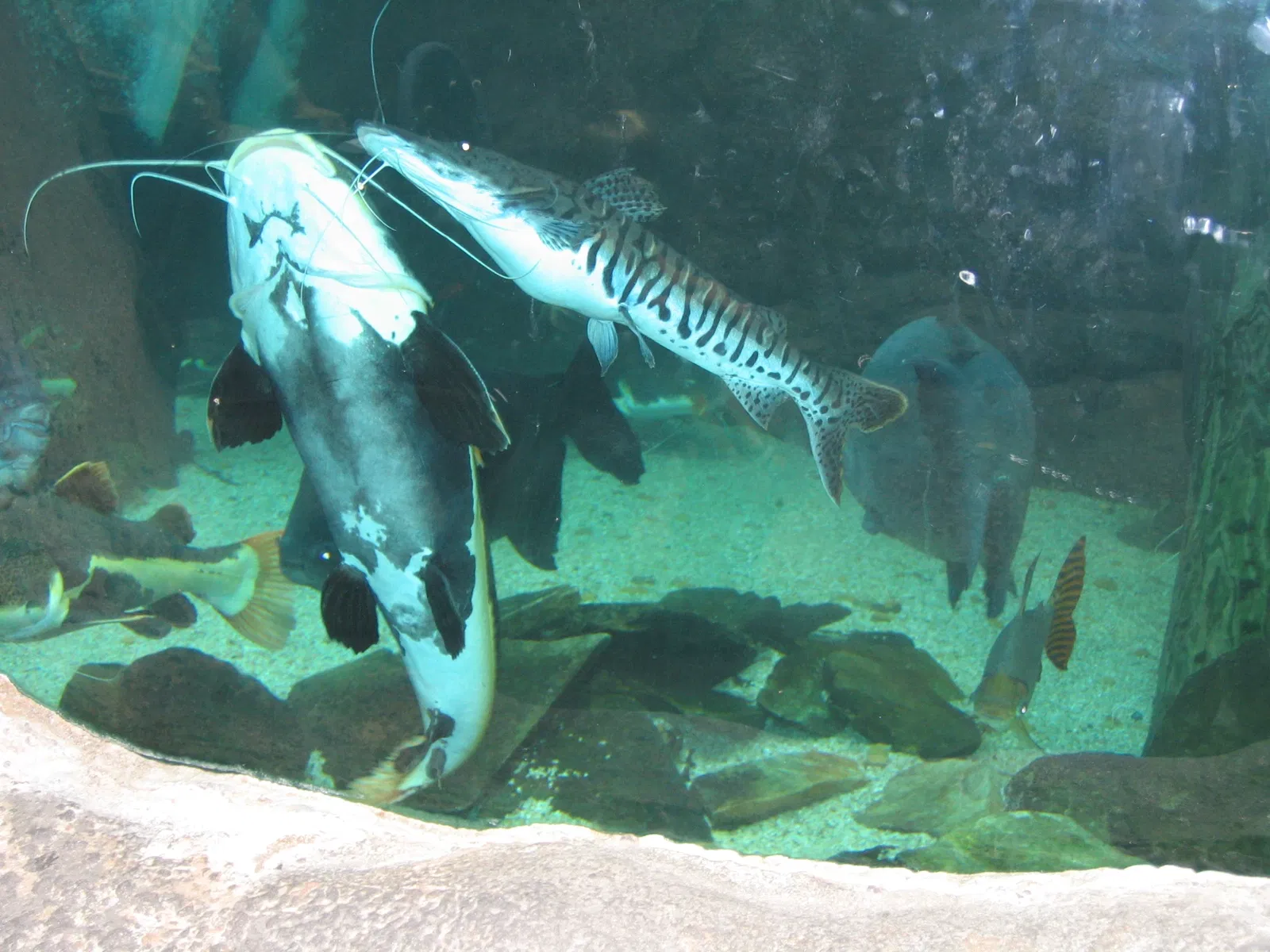 Audubon Aquarium of the Americas