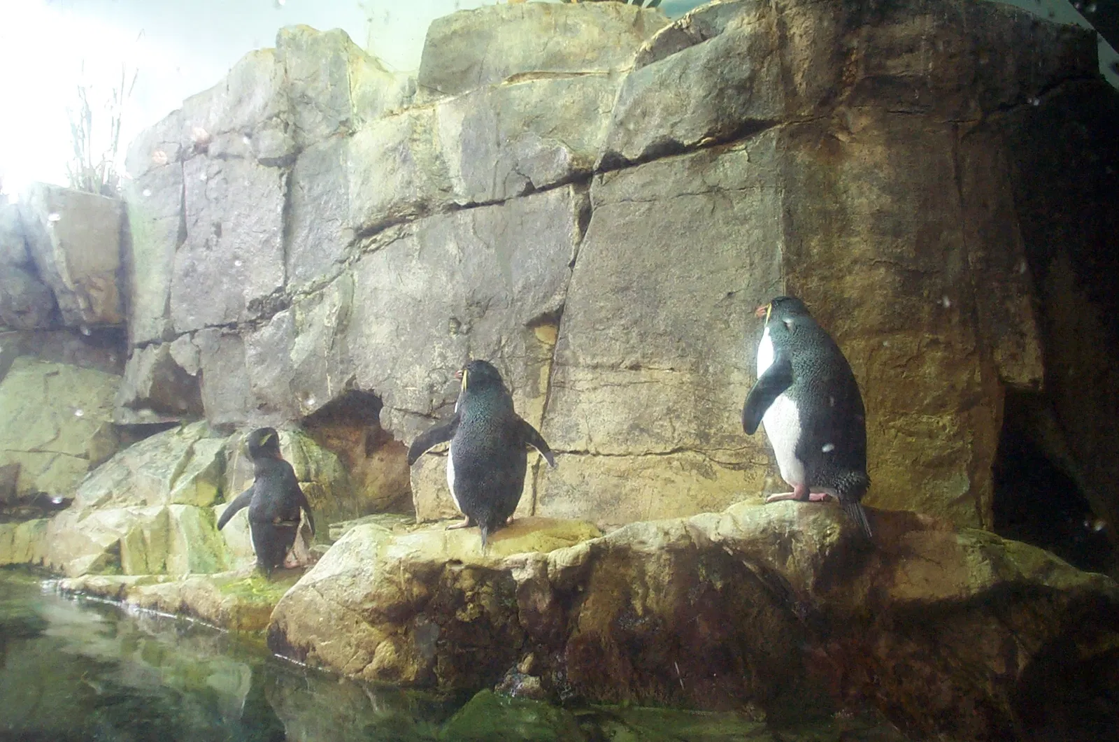 Audubon Aquarium of the Americas