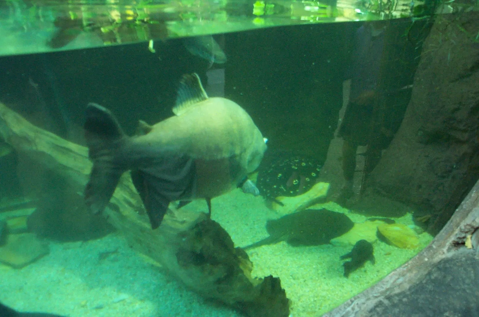 Audubon Aquarium of the Americas