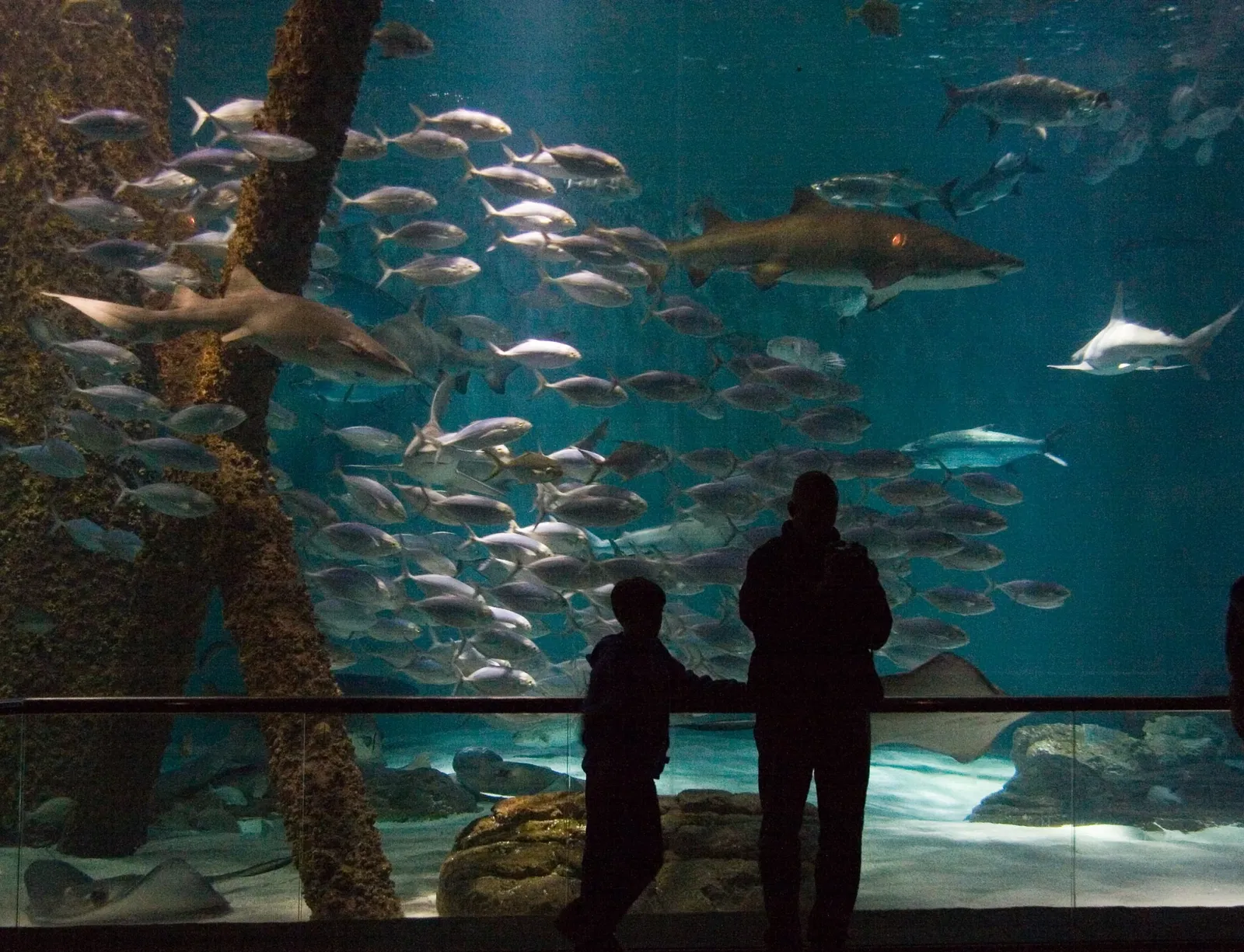Audubon Aquarium of the Americas
